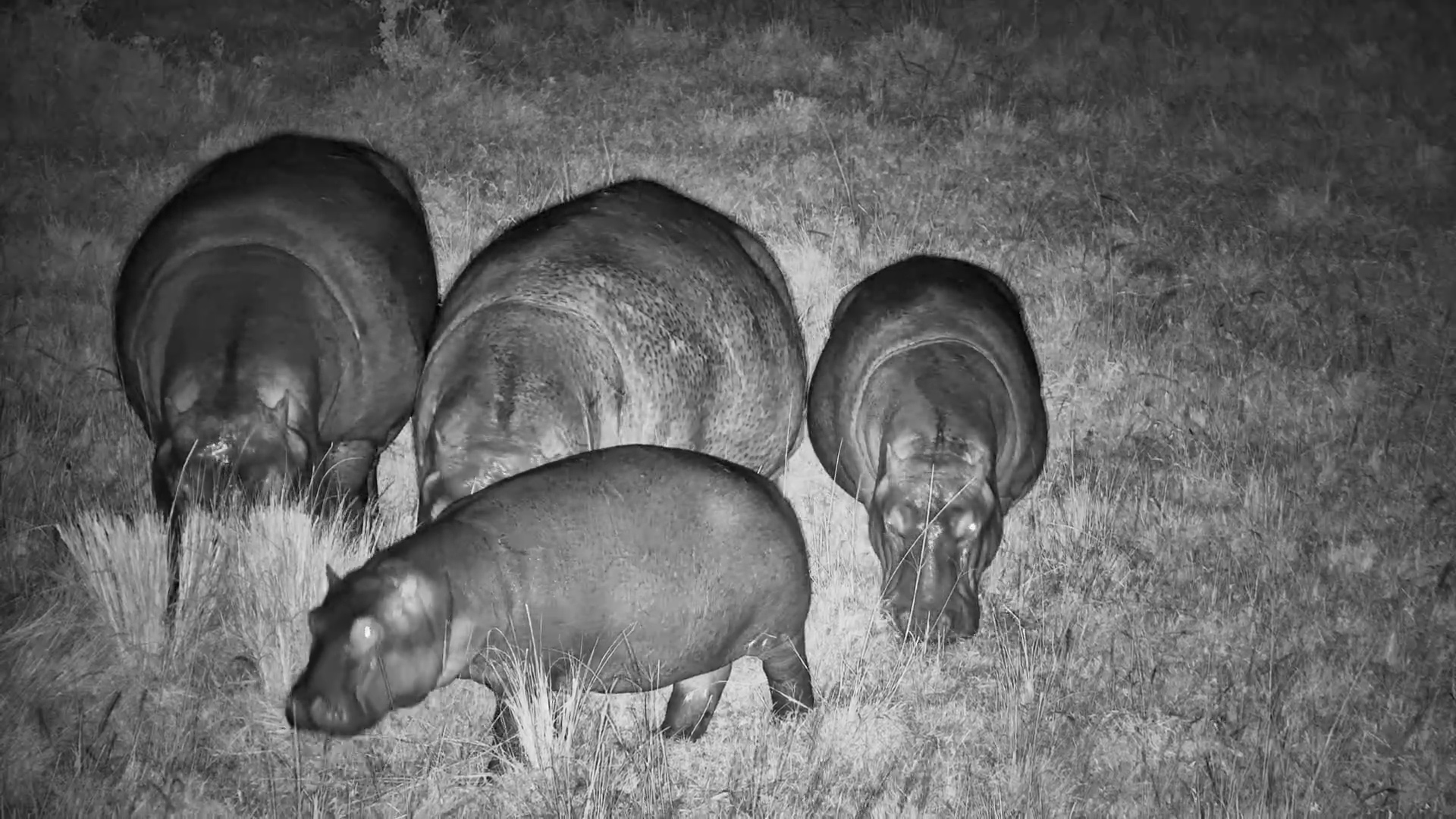 Hippo Family Grazes at Night in the Mara