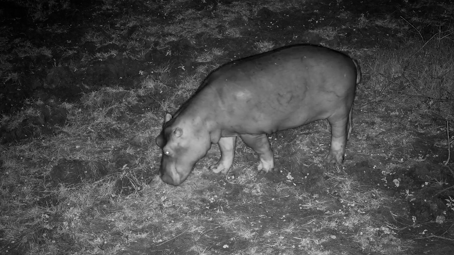 Munching Beneath the Lens