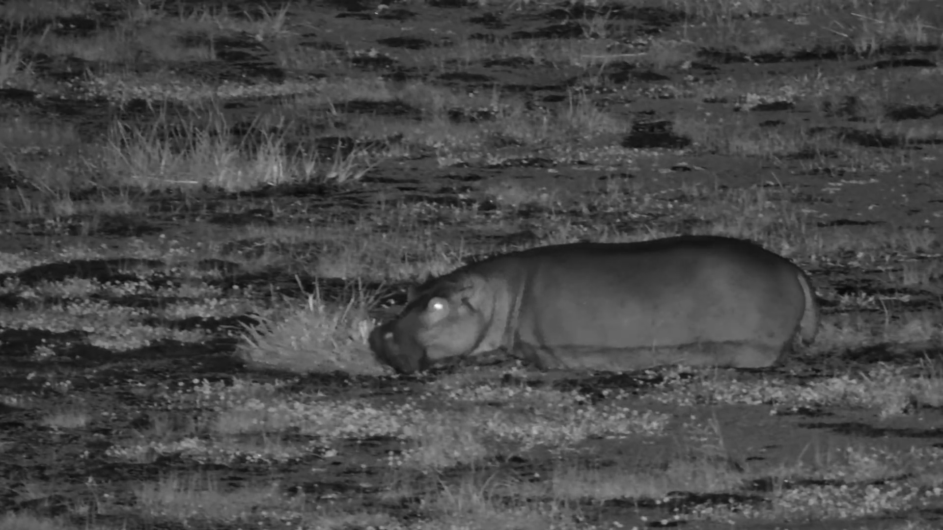 Hippo Feeding in the Dark at Finch Hattons