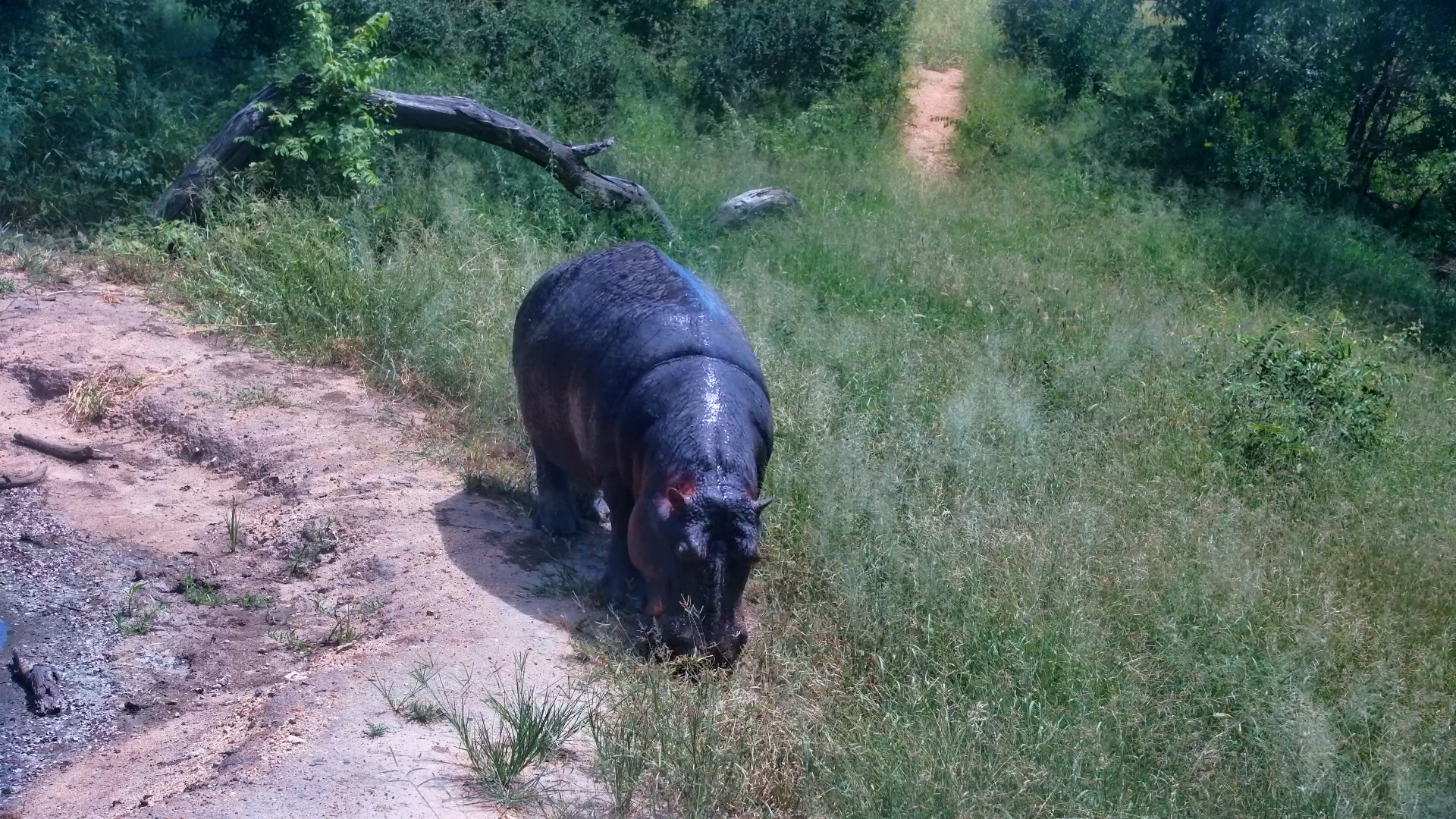 Right in Front of the Lens: Hungry Hippo Moment