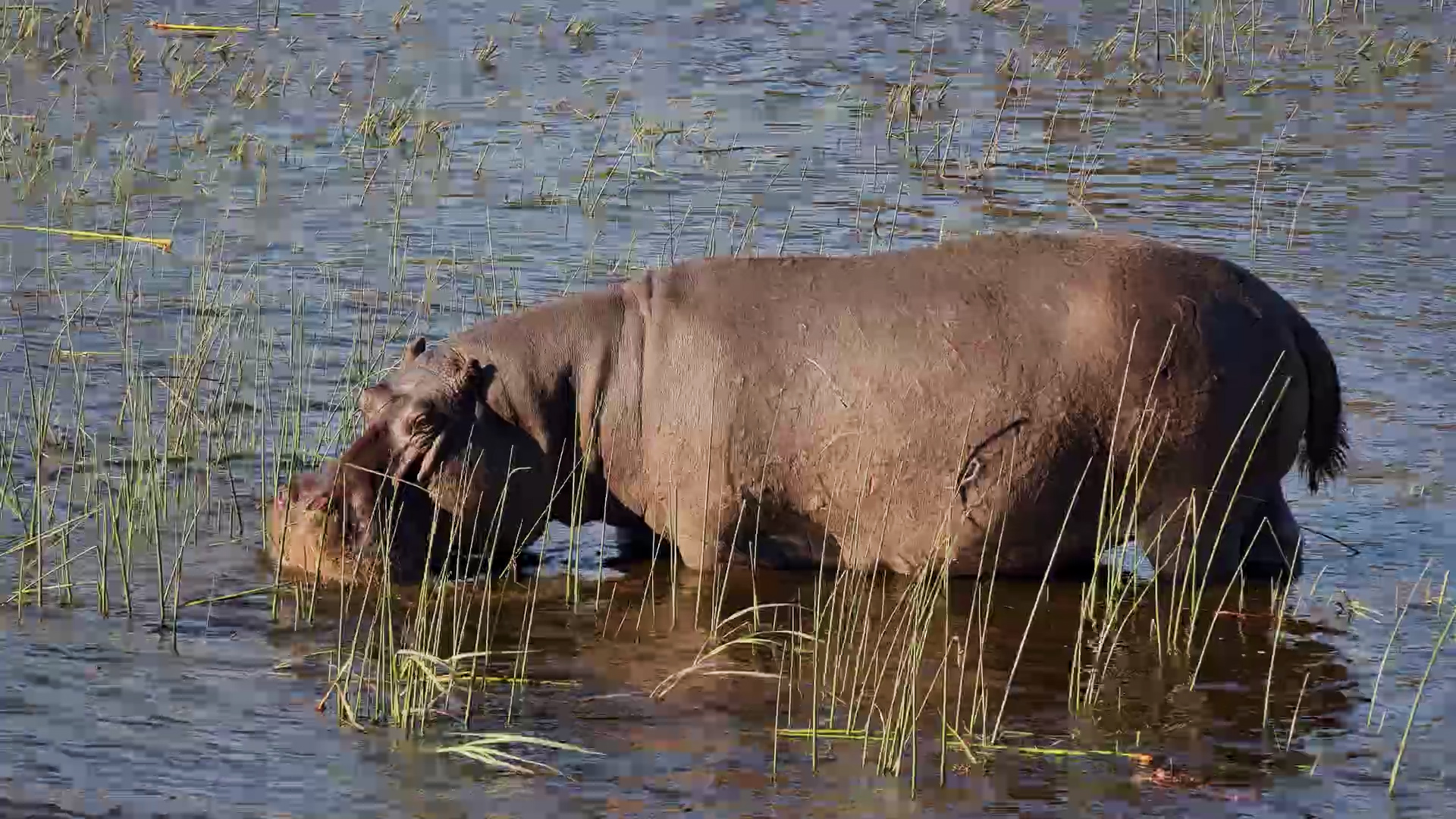 Hippo Lunch Break