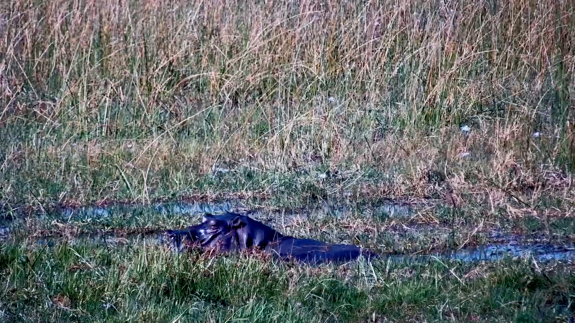 A Hippo Feasts in the Marsh