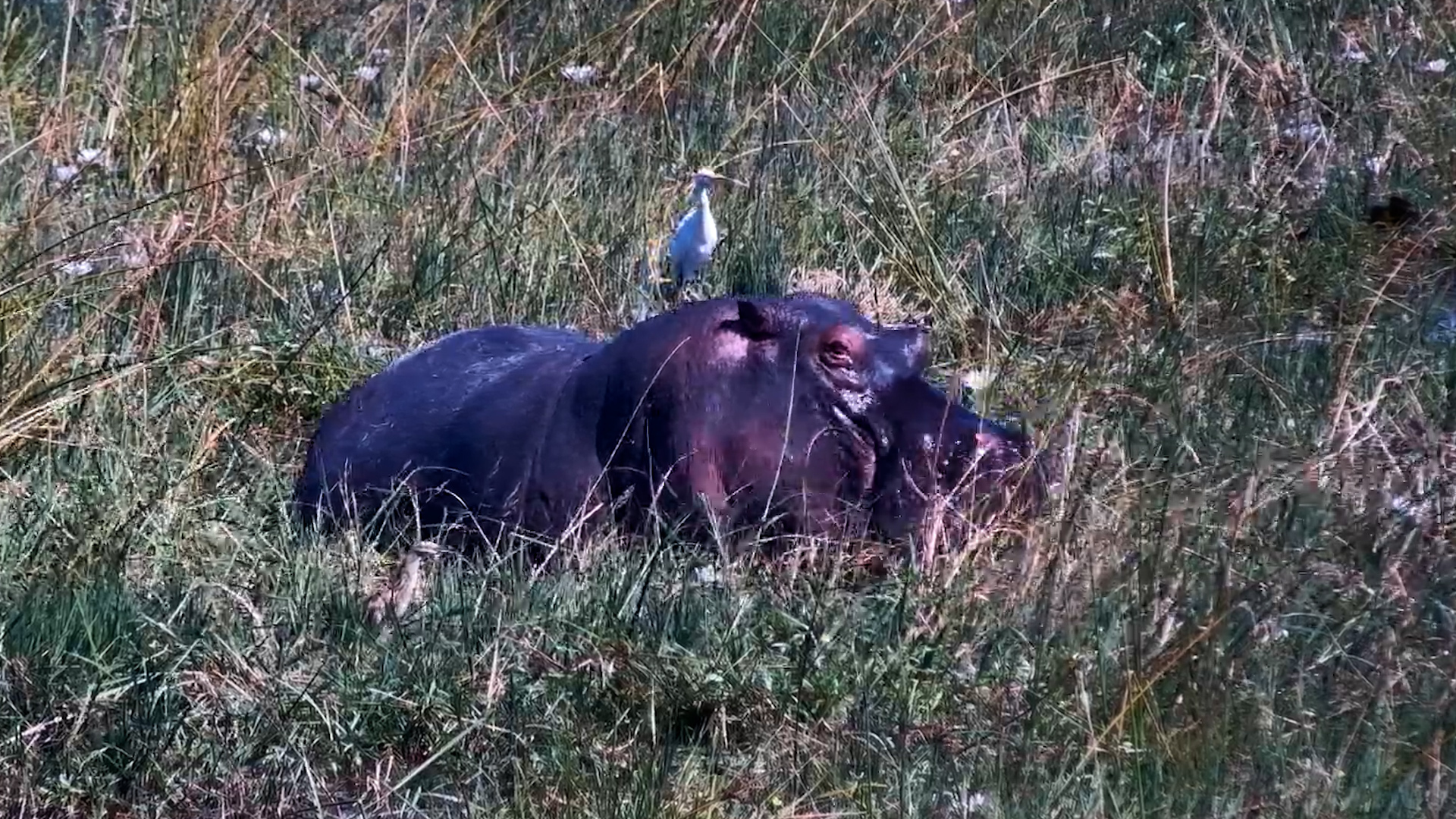 A Hippo and Its Feathered Sidekick