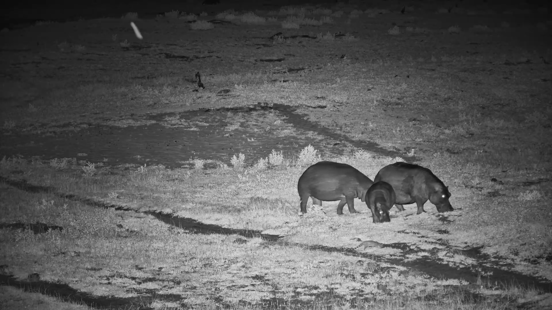 Hippo Grazing in the Dark