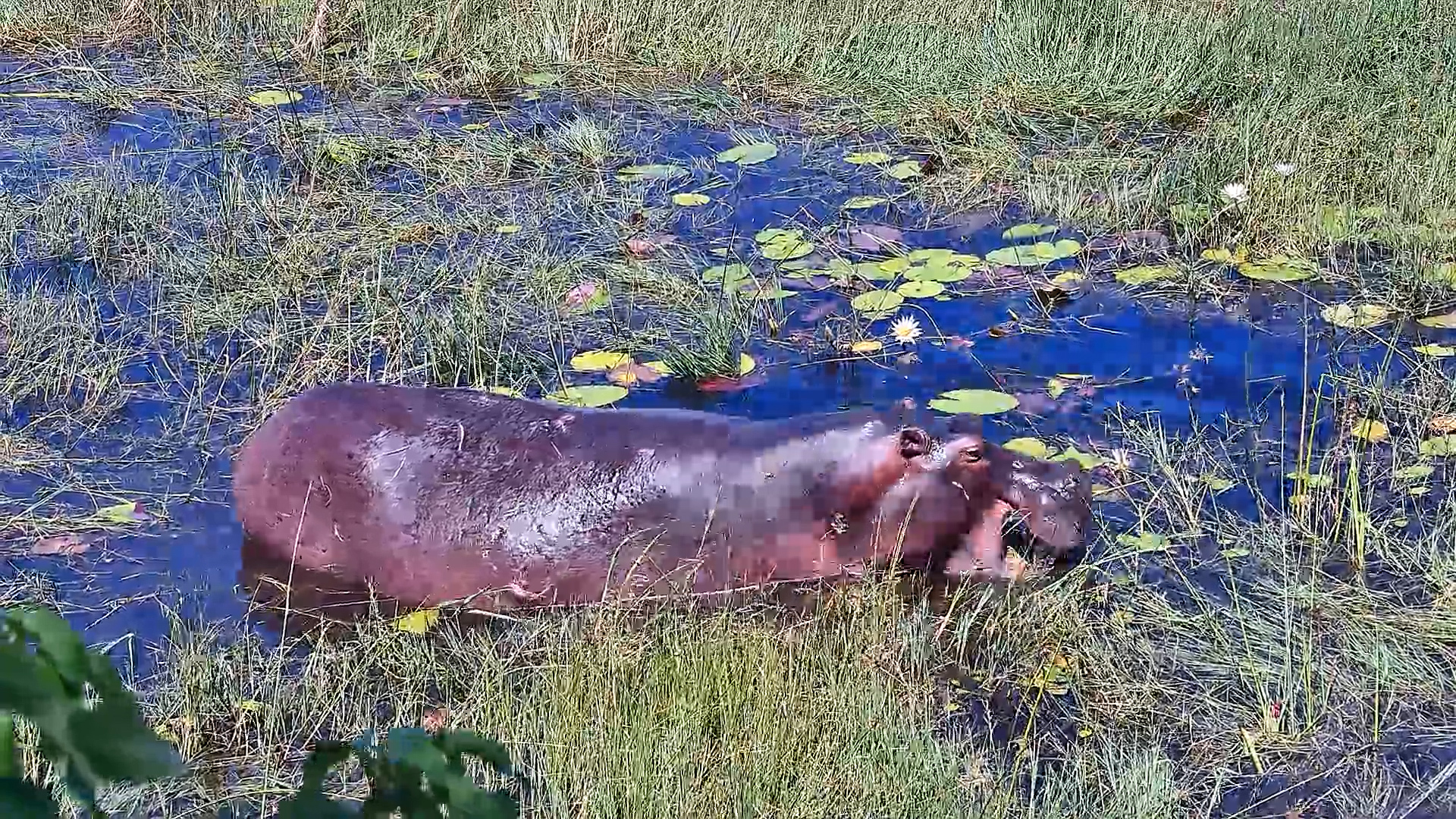 A Hippo Feeding Up Close
