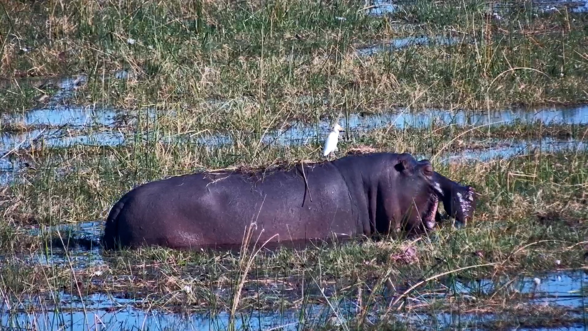 Bird Gets a Free Ride on a Grazing Hippo