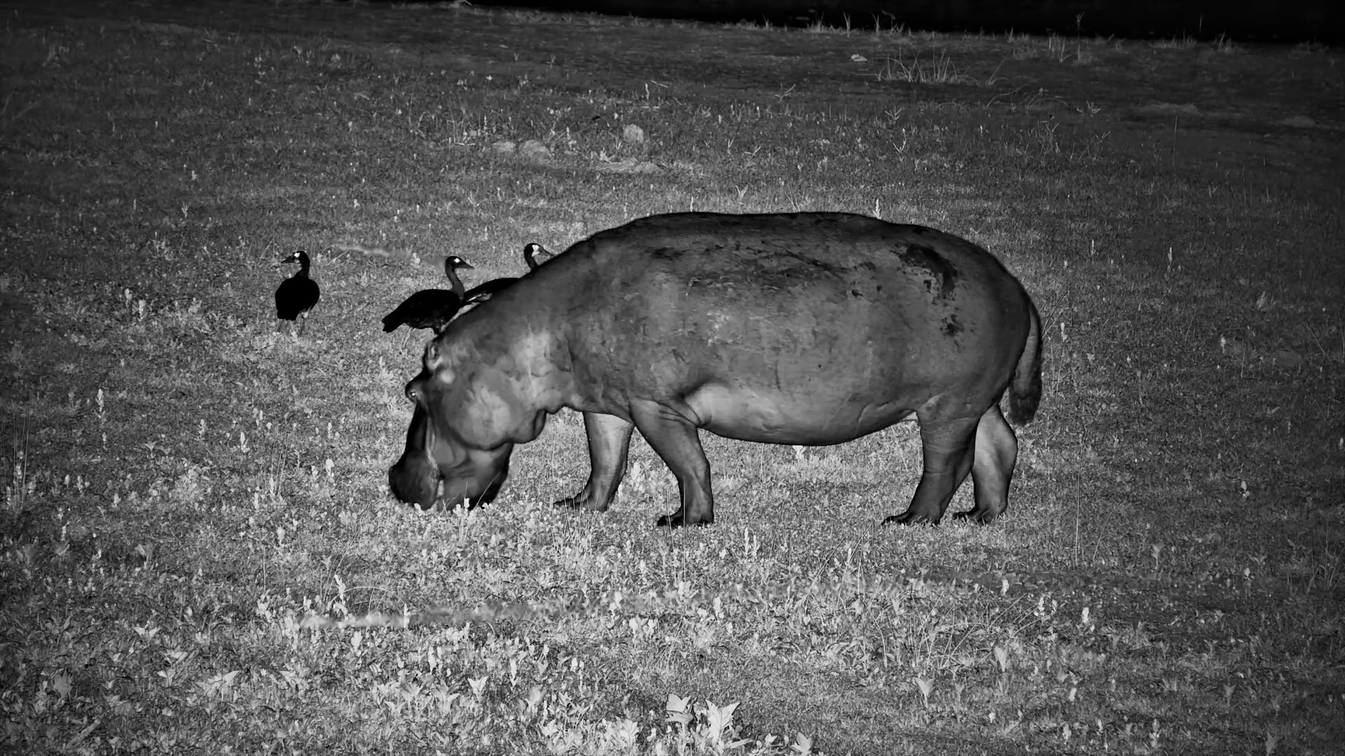 Hippo Surrounded by Spur-Winged Geese