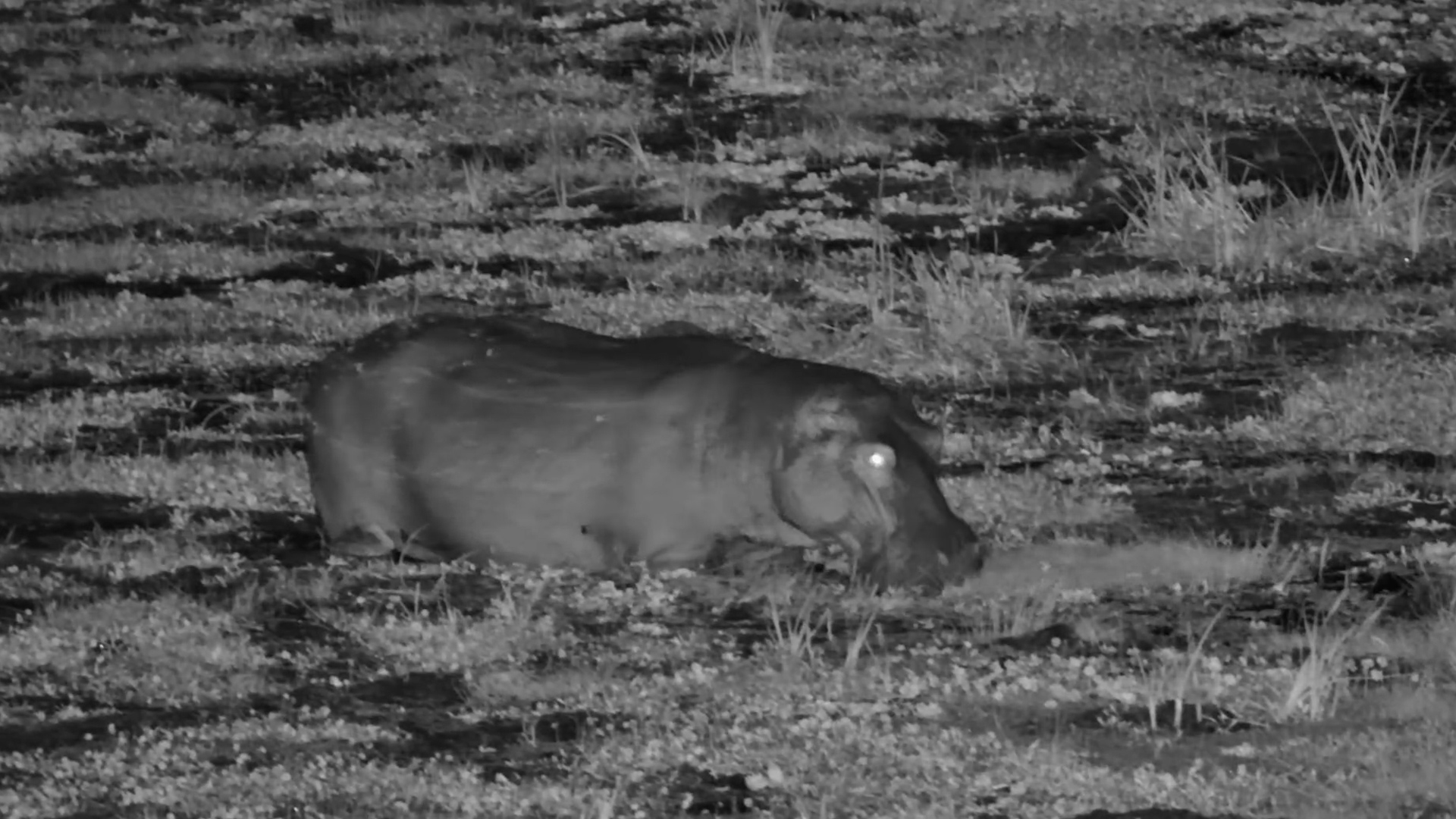 Hippo Swamp Snack Time