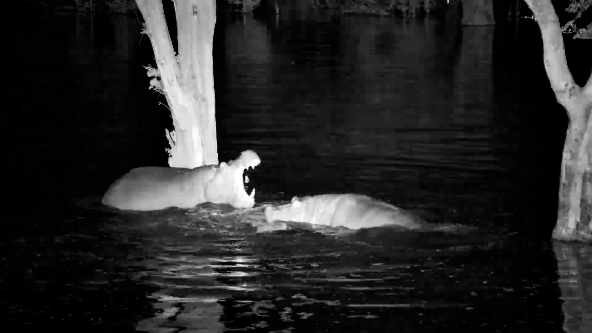 Hippos Losing It at Night! You Have to Hear This!