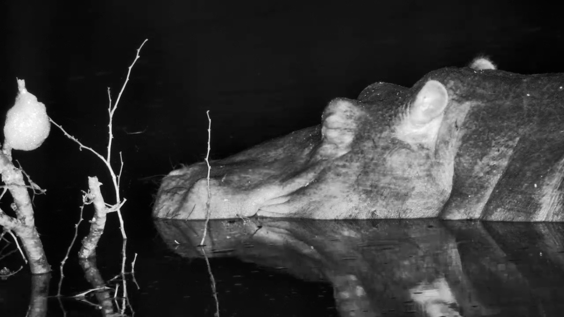 Night Shift Over - Hippo Back for Some Sleep