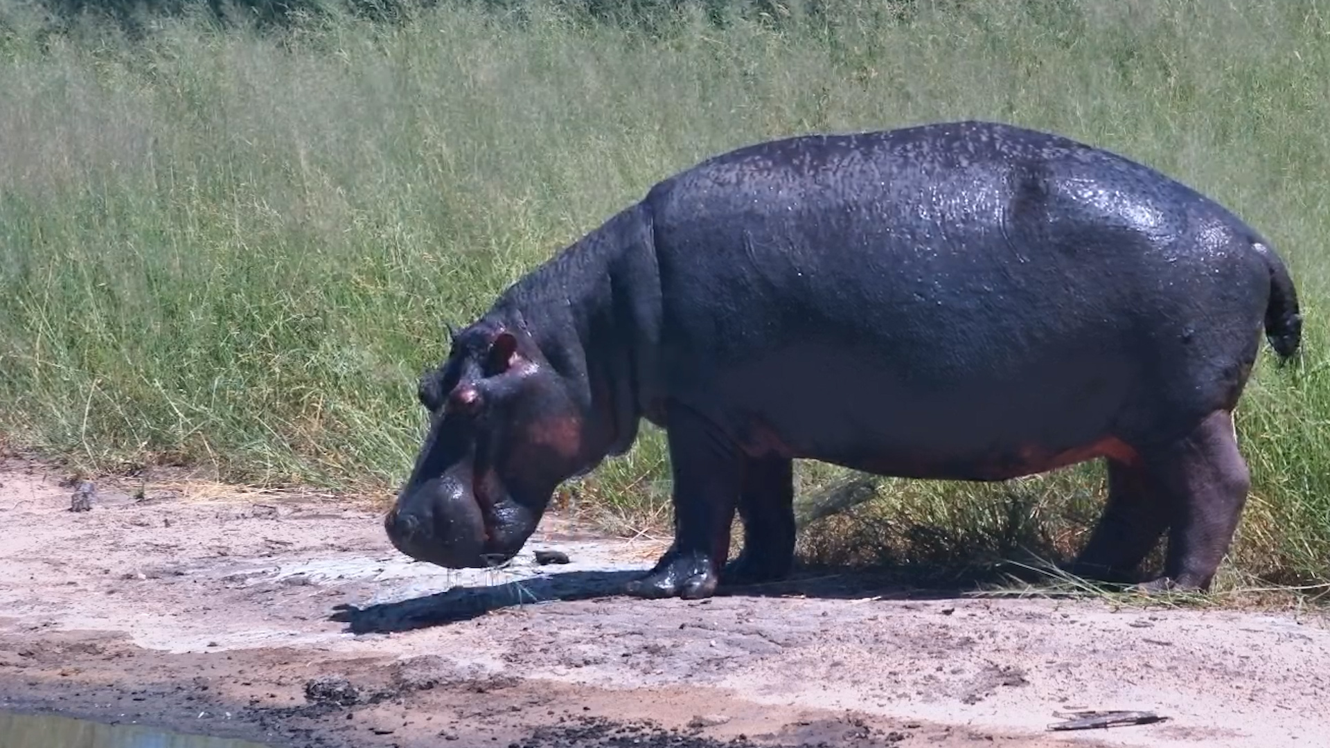 Hippo Clocked Out of the Water… Time to Snack