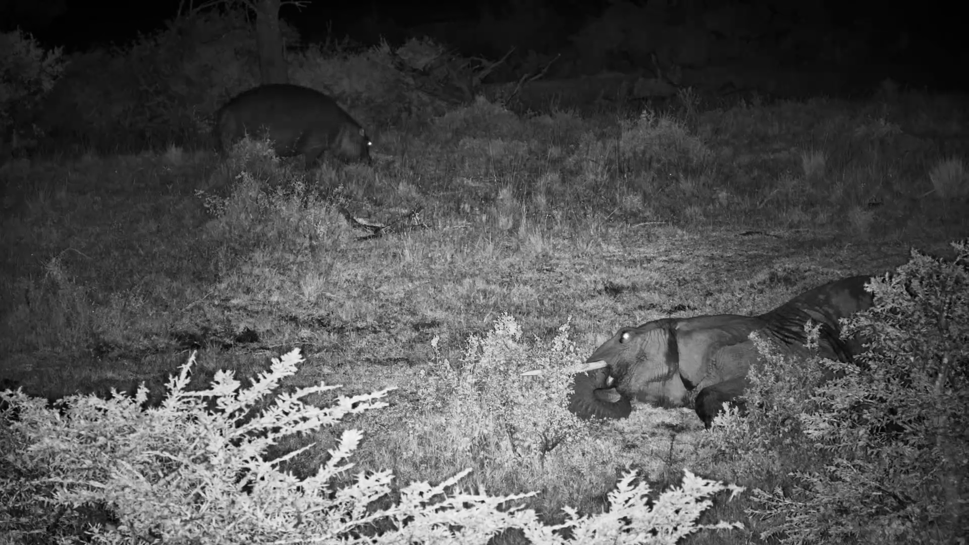 When A Hippos Crashes Your Nap