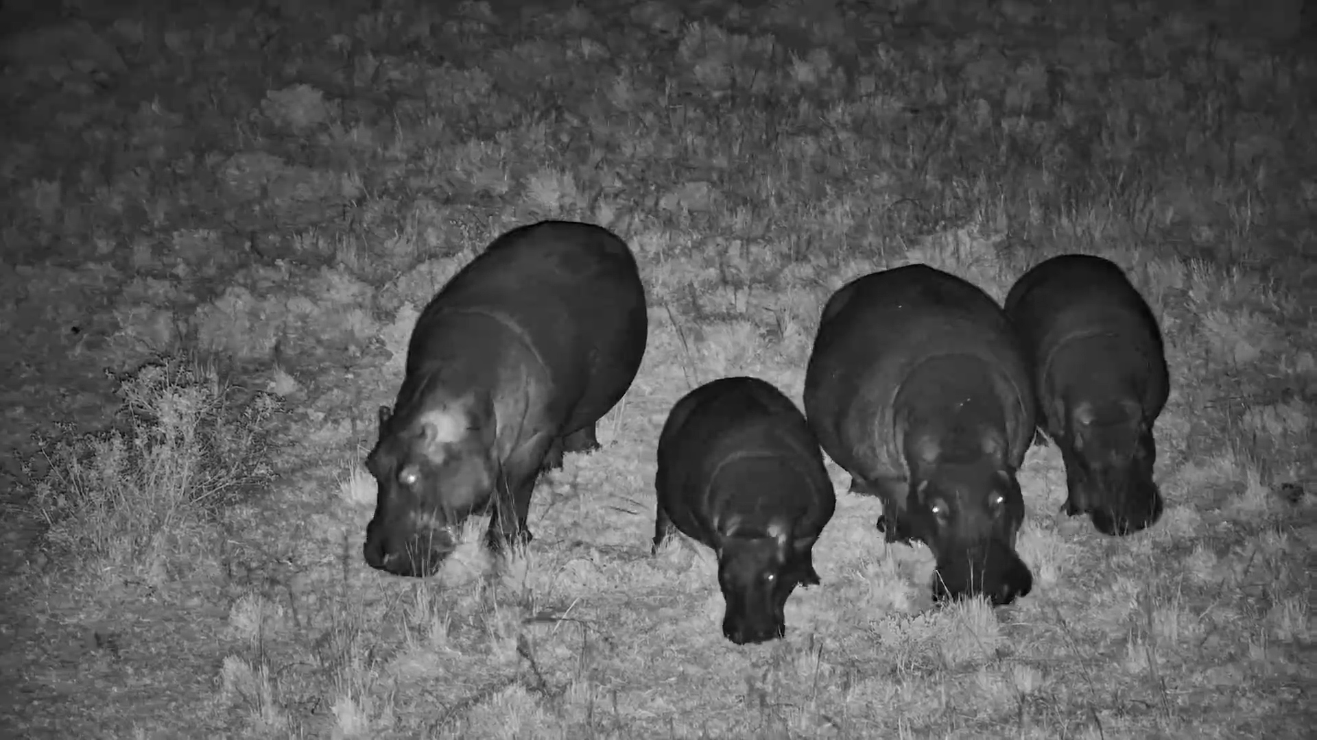 Bats Dance Above Grazing Hippos