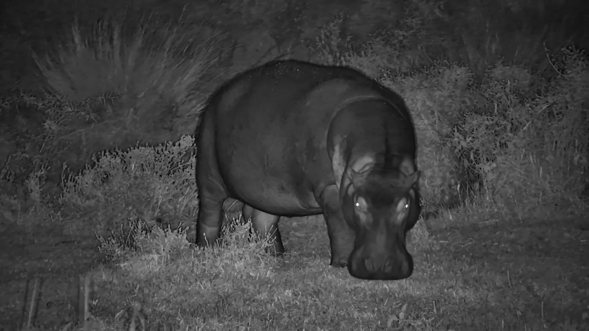 Hippo Comes Out to Feed