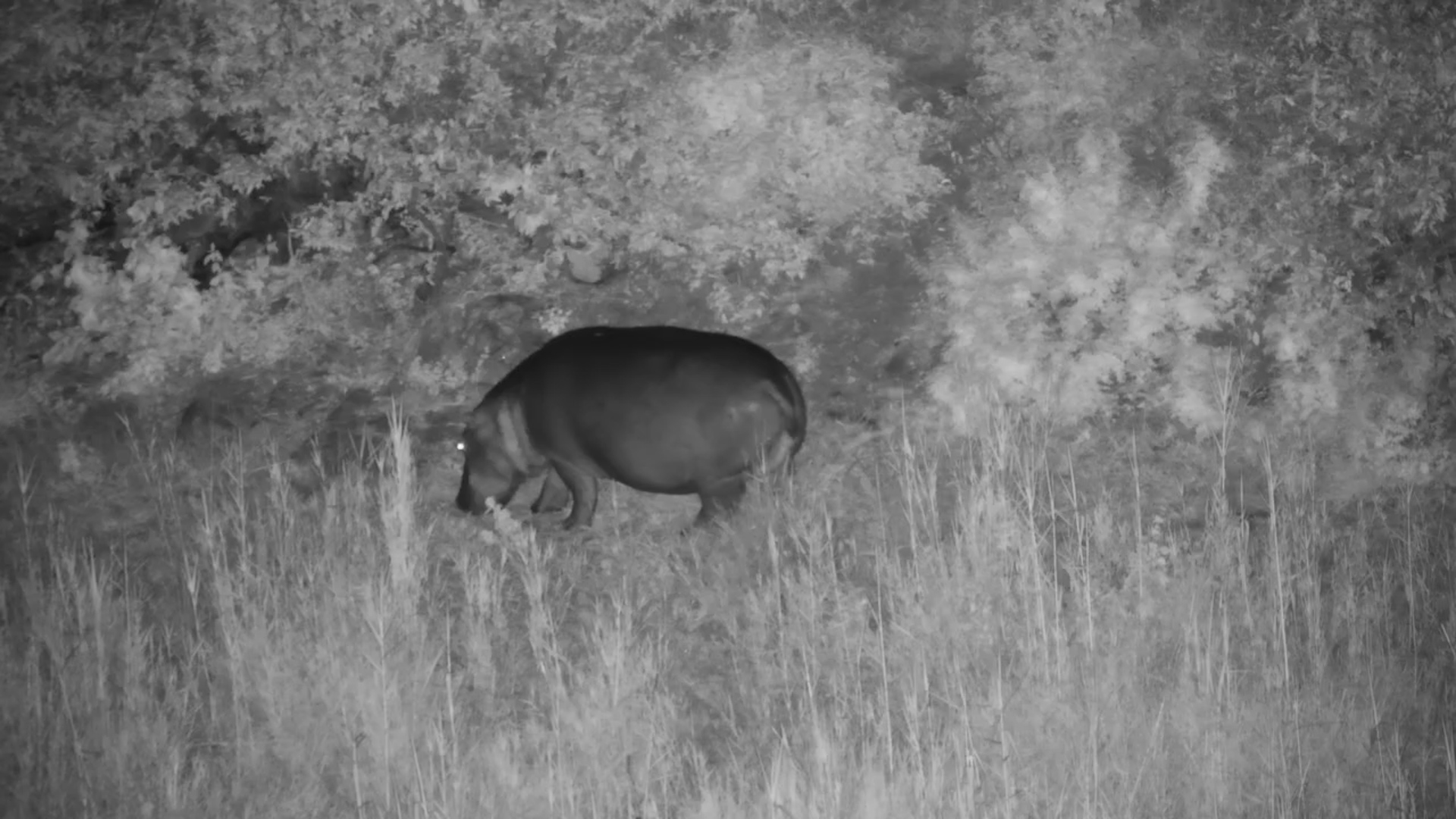 Hippo Roams & Feeds at Kruger Shalati