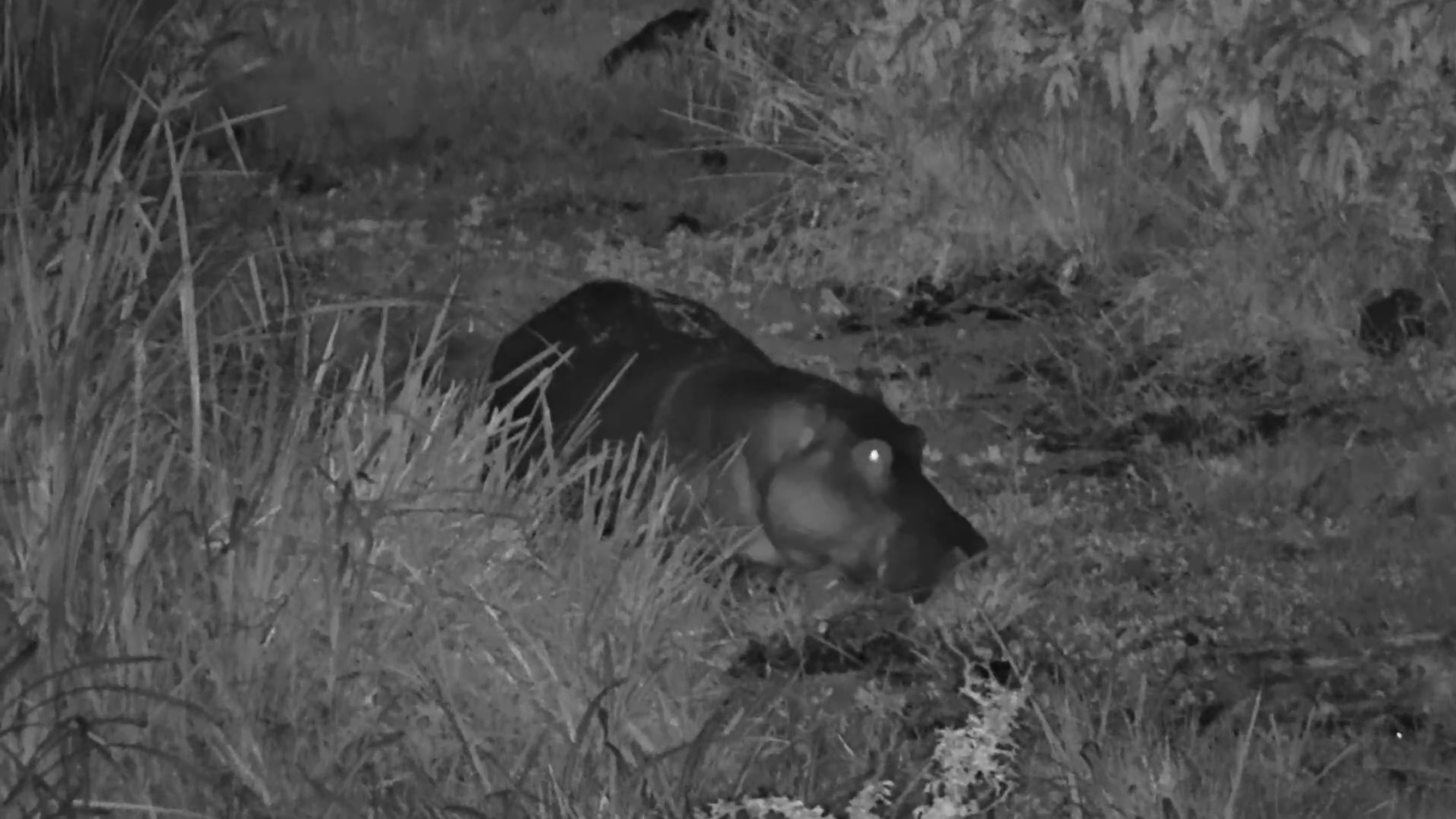 A Happy Hippo Munches