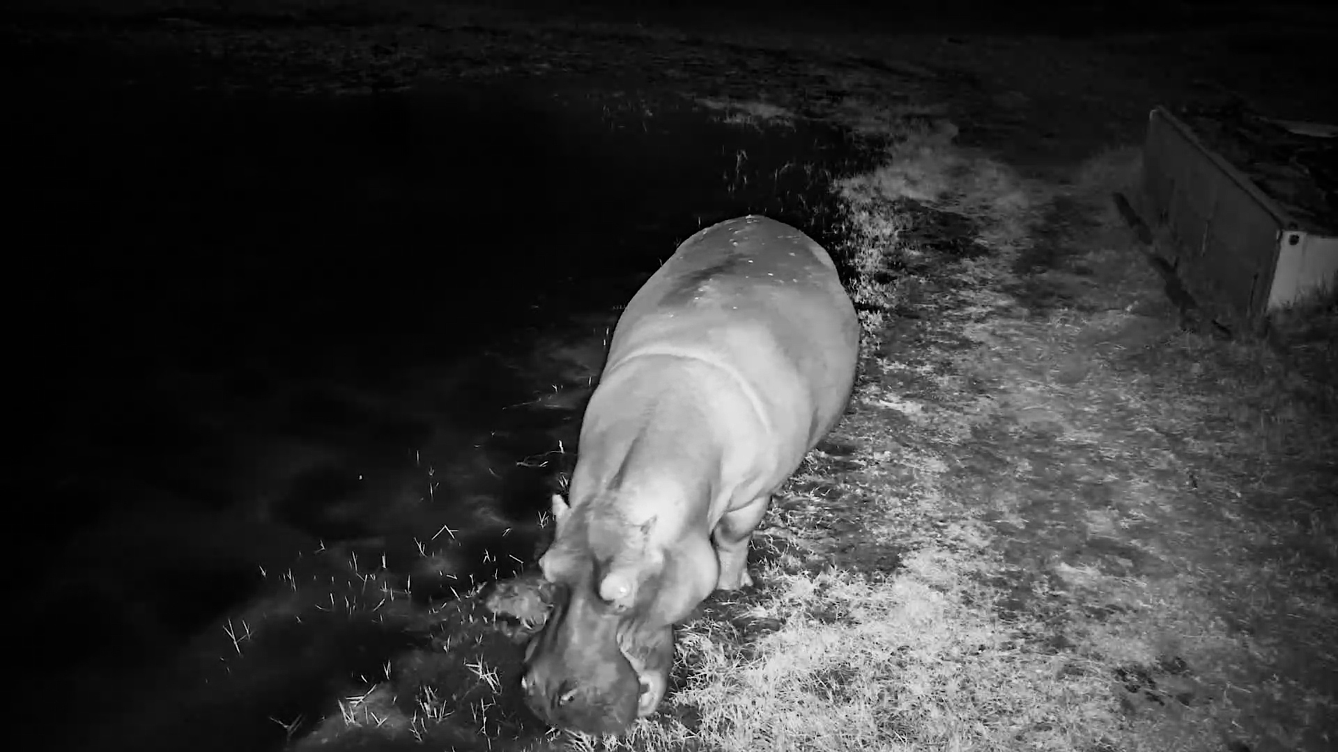 A Hippo Walked Right Under the Camera