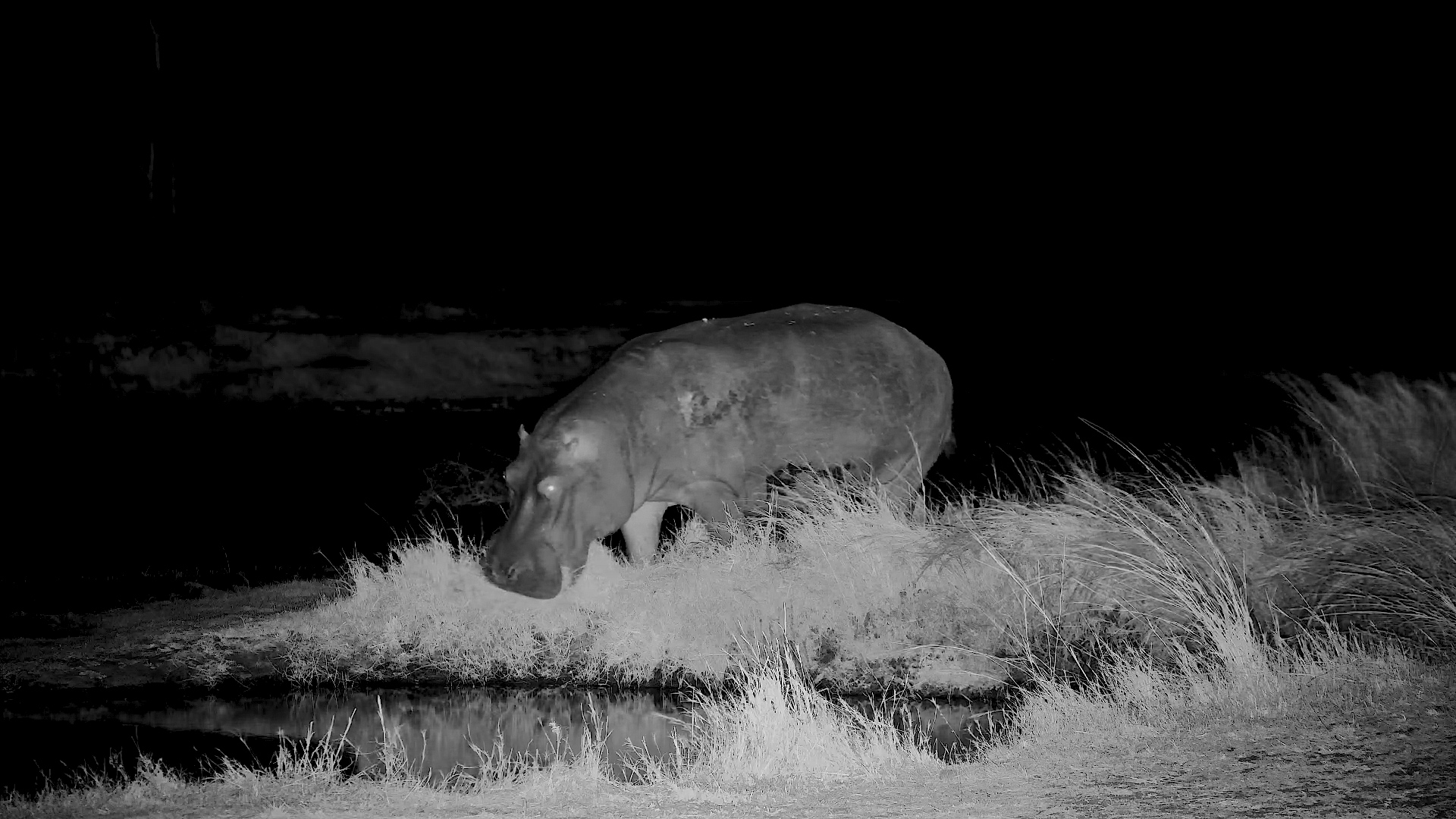 Moto Moto the Hippo Grazes in the Dark