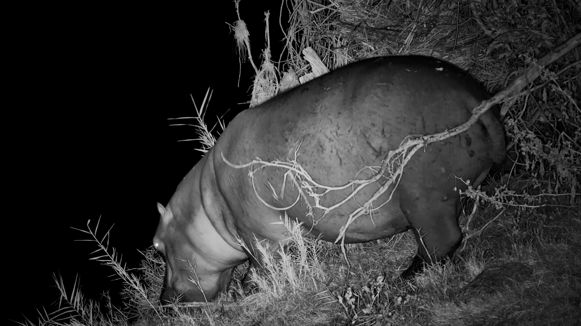 A Hippo's Nightly Commute