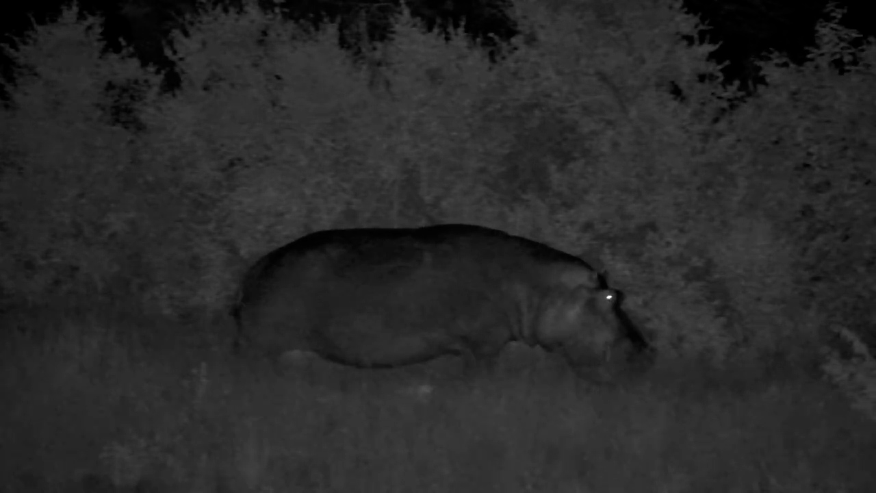 Out of the Water and Onto Grazing