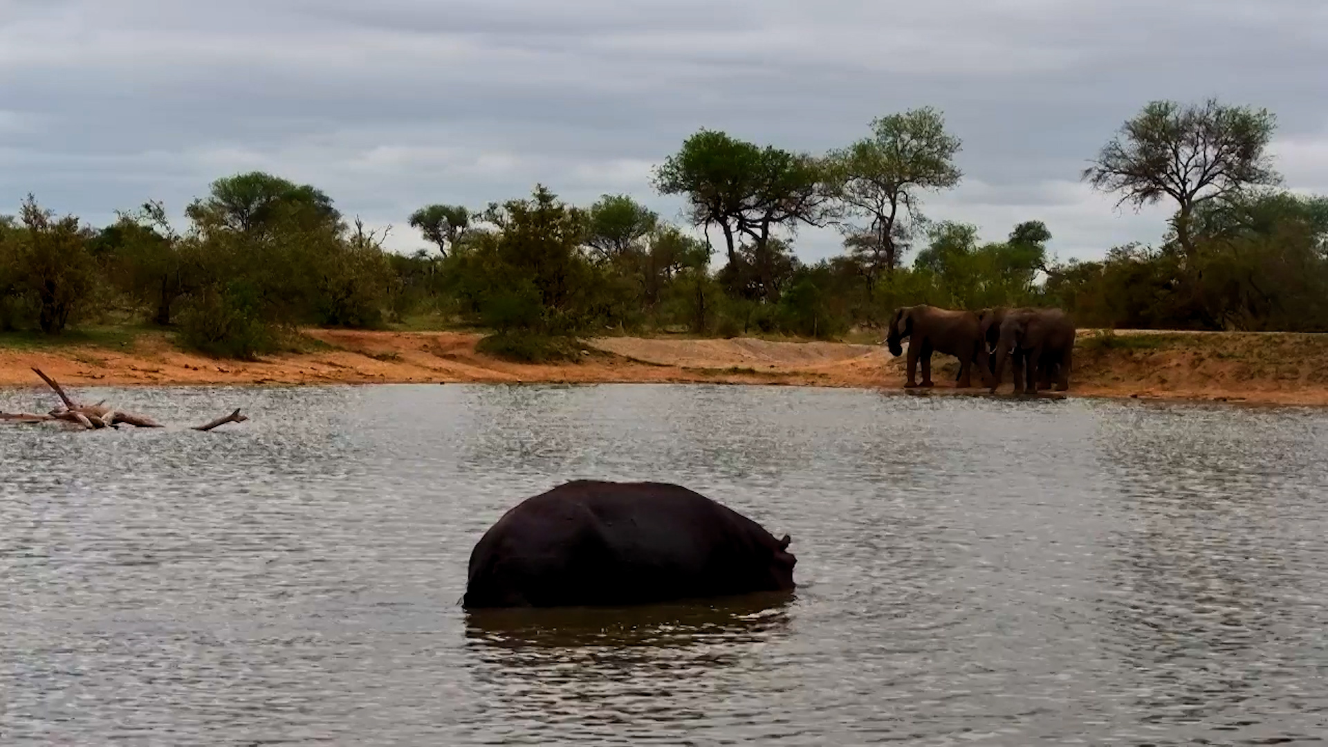 Oxpeckers Hitch a Ride on a Hippo!