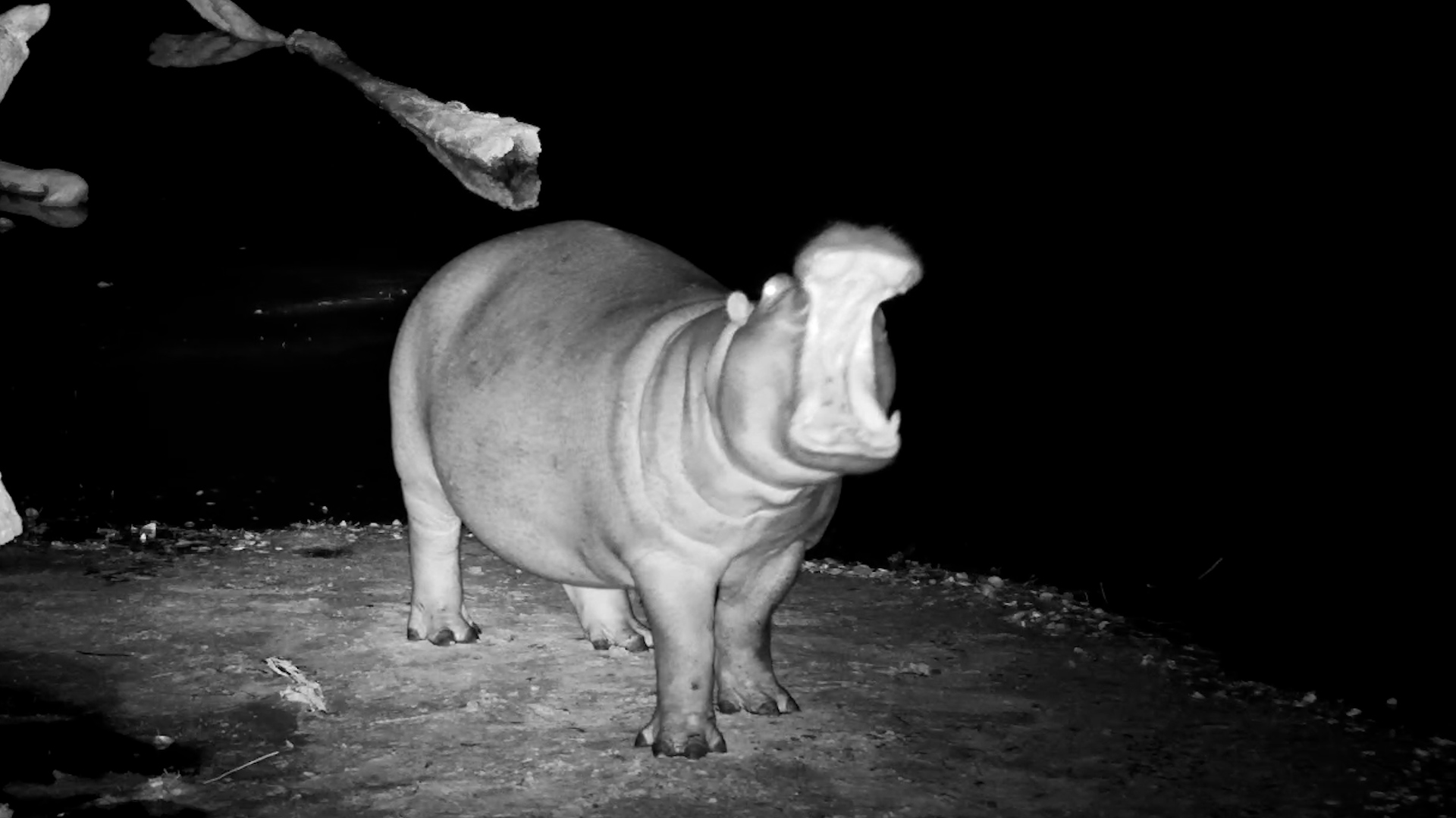 A Hippo's Goodnight Routine