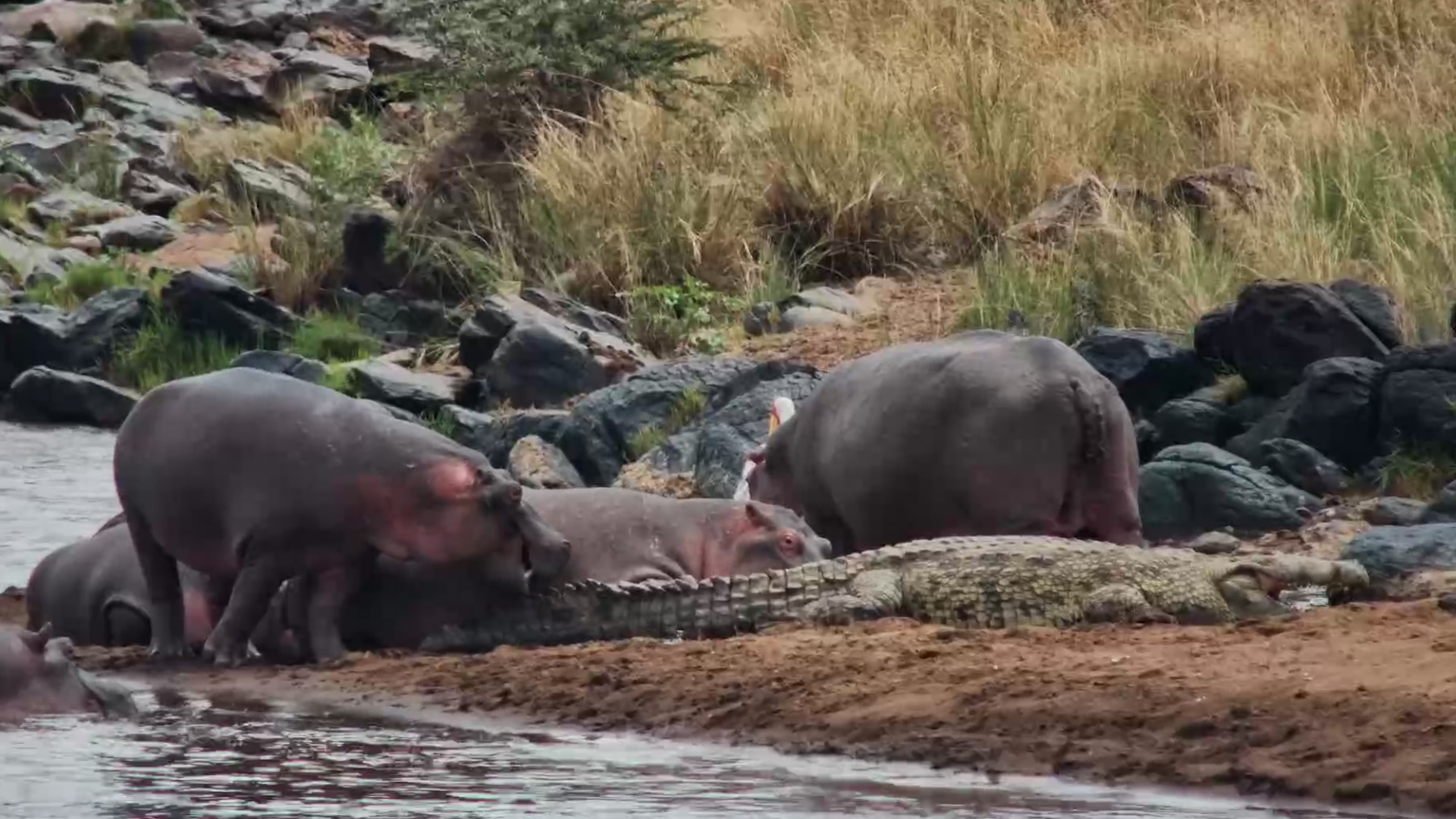 Bored Hippo Decides the Crocodile's Tail Is a Chew Toy