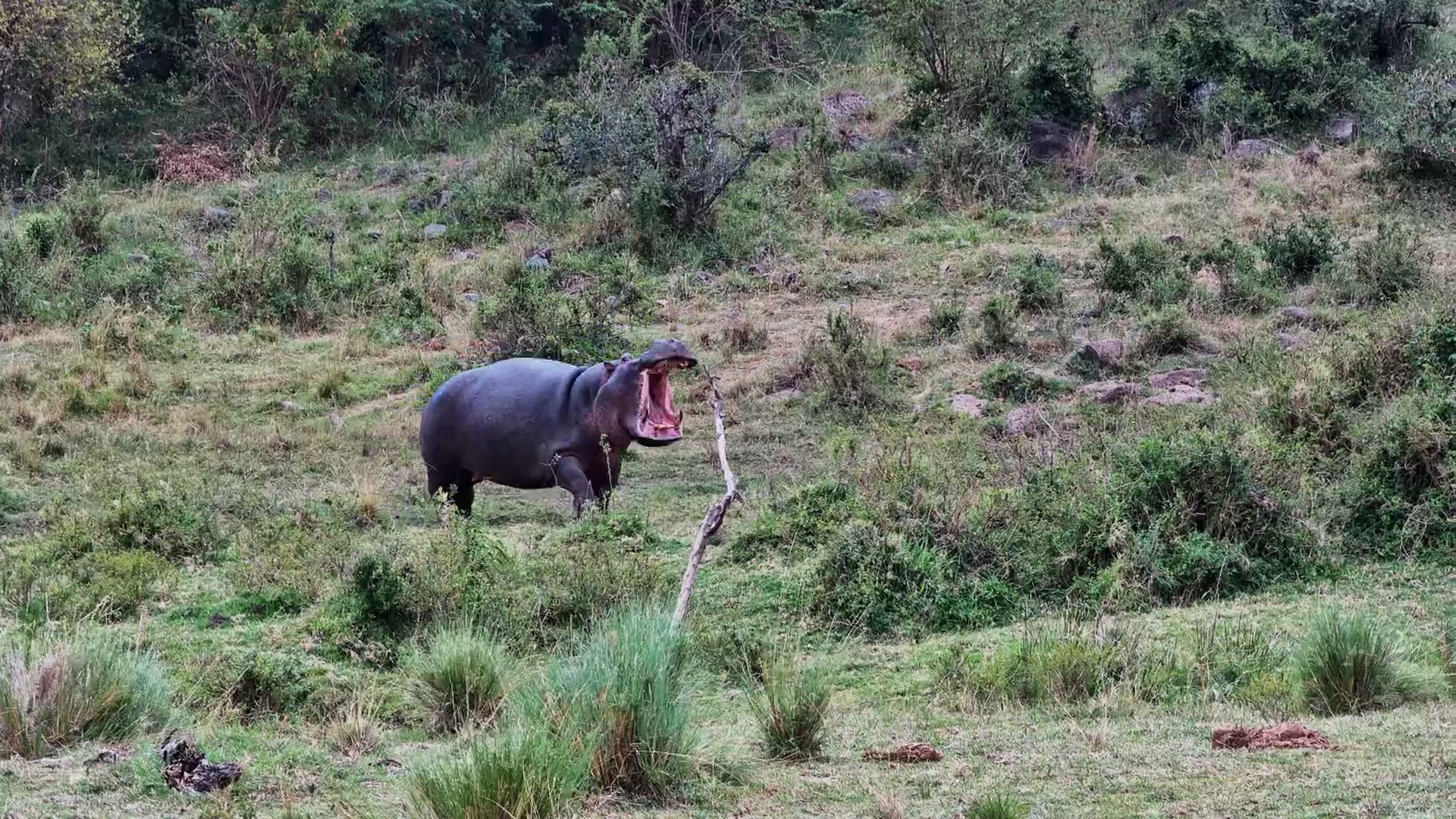 Hippo Calls Baby to Nap While She Grazes