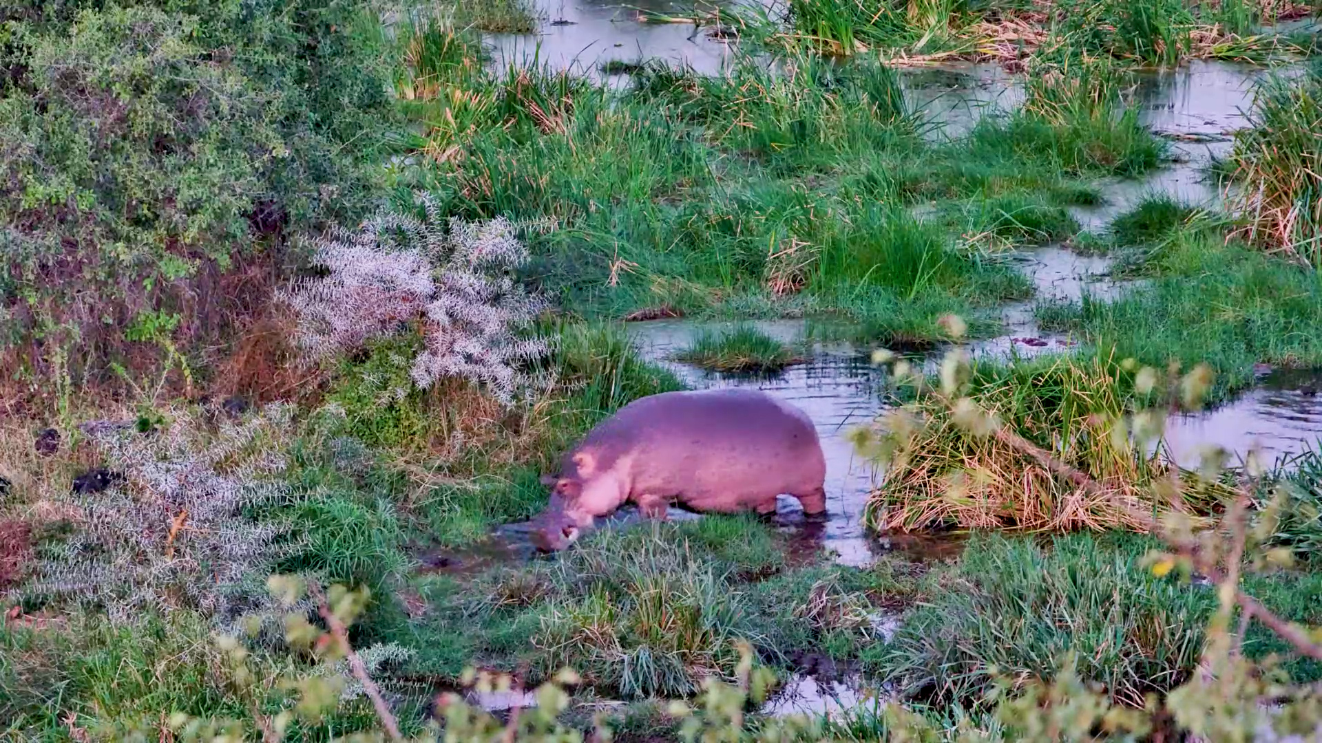 Hippo Moves Through the Marsh Maze in Kenya
