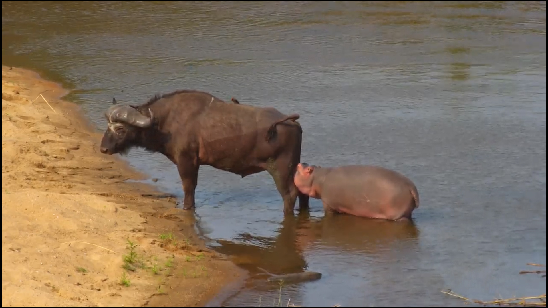 Baby Hippo Can’t Resist Buffalo’s Behind - And It Gets Weird!