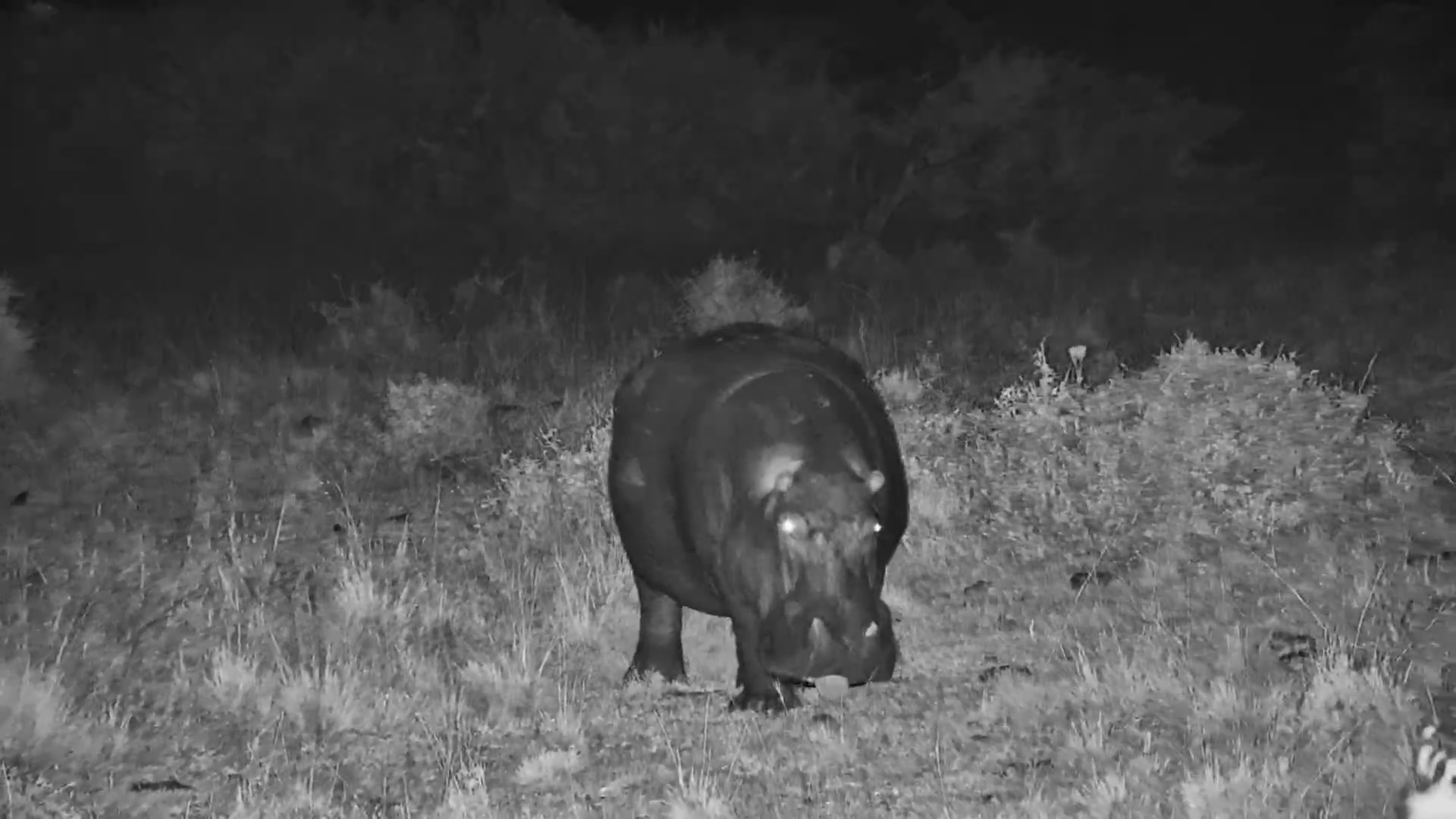 Have You Ever Seen A Hippo's Tongue?