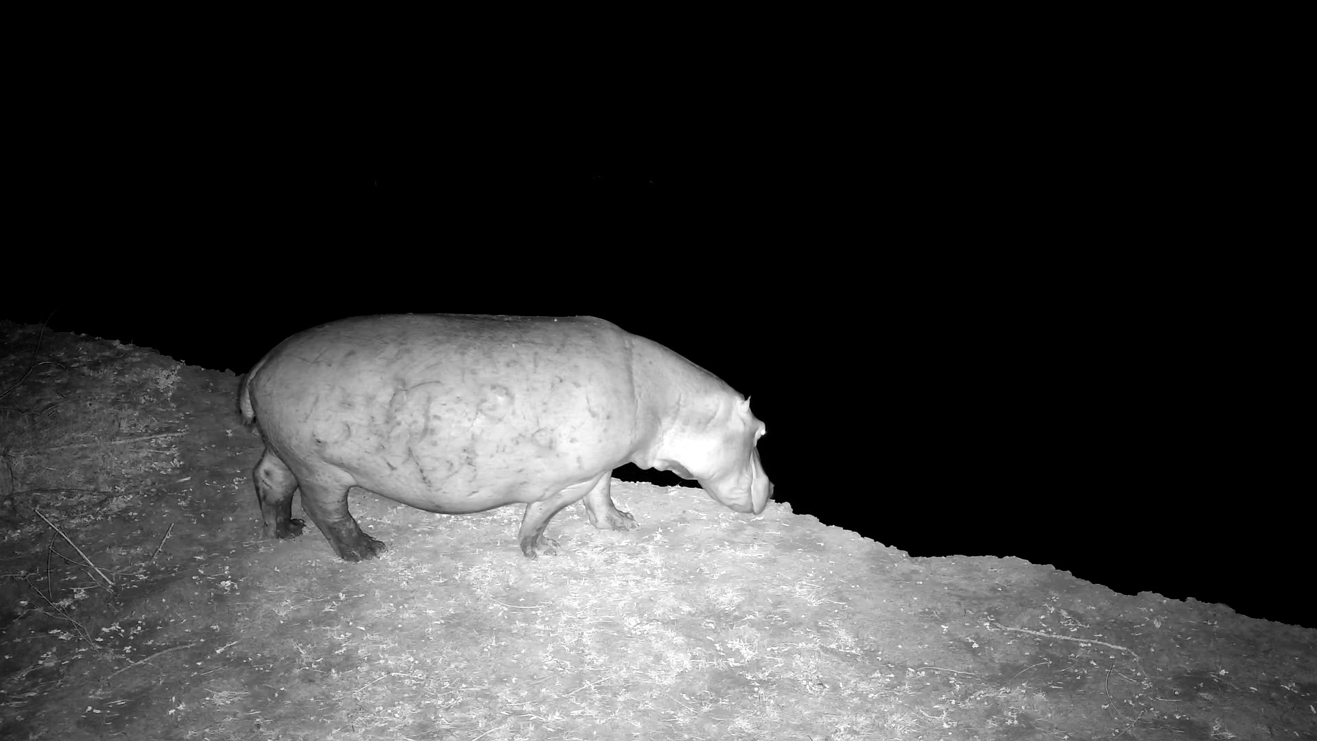 Hippo Moving to the Water