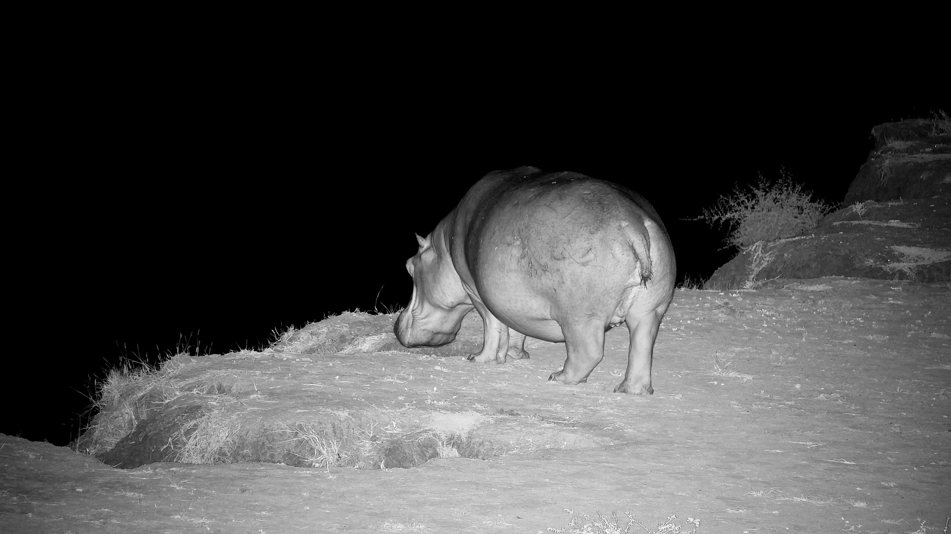 Hippo Freezes by the Riverbank