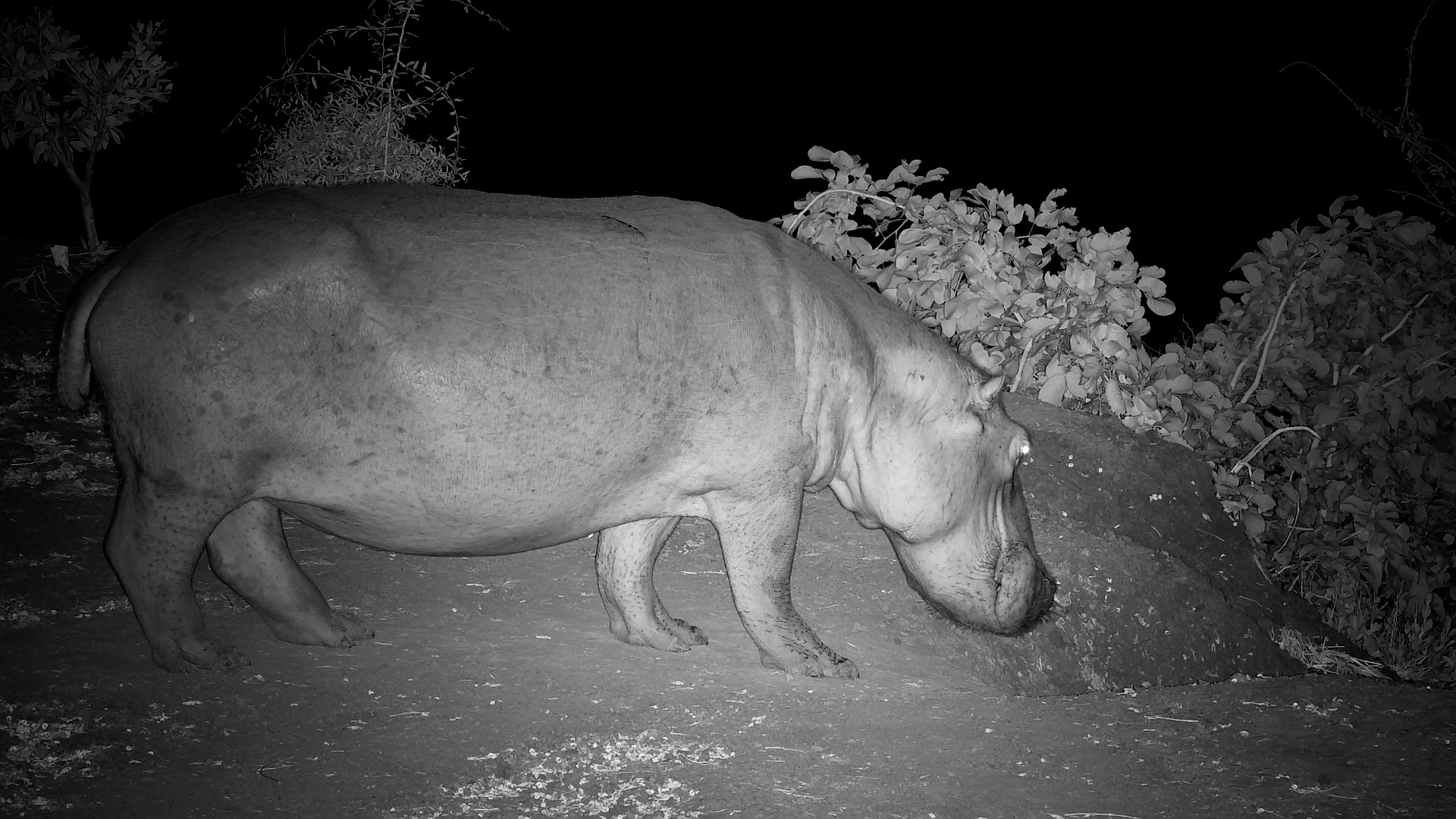 Hippo Returns to the River Under the Moonlight