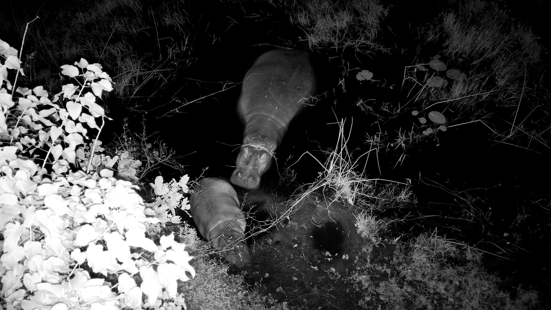 Mum and Baby Hippo Returned to Their Favourite Sleeping Spot