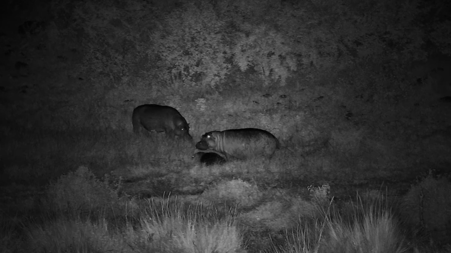 Protective Hippo Mum on Duty