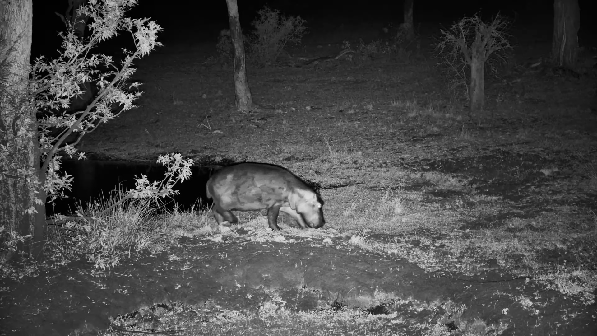 Mother and Calf Hippo Head Out for a Night Graze