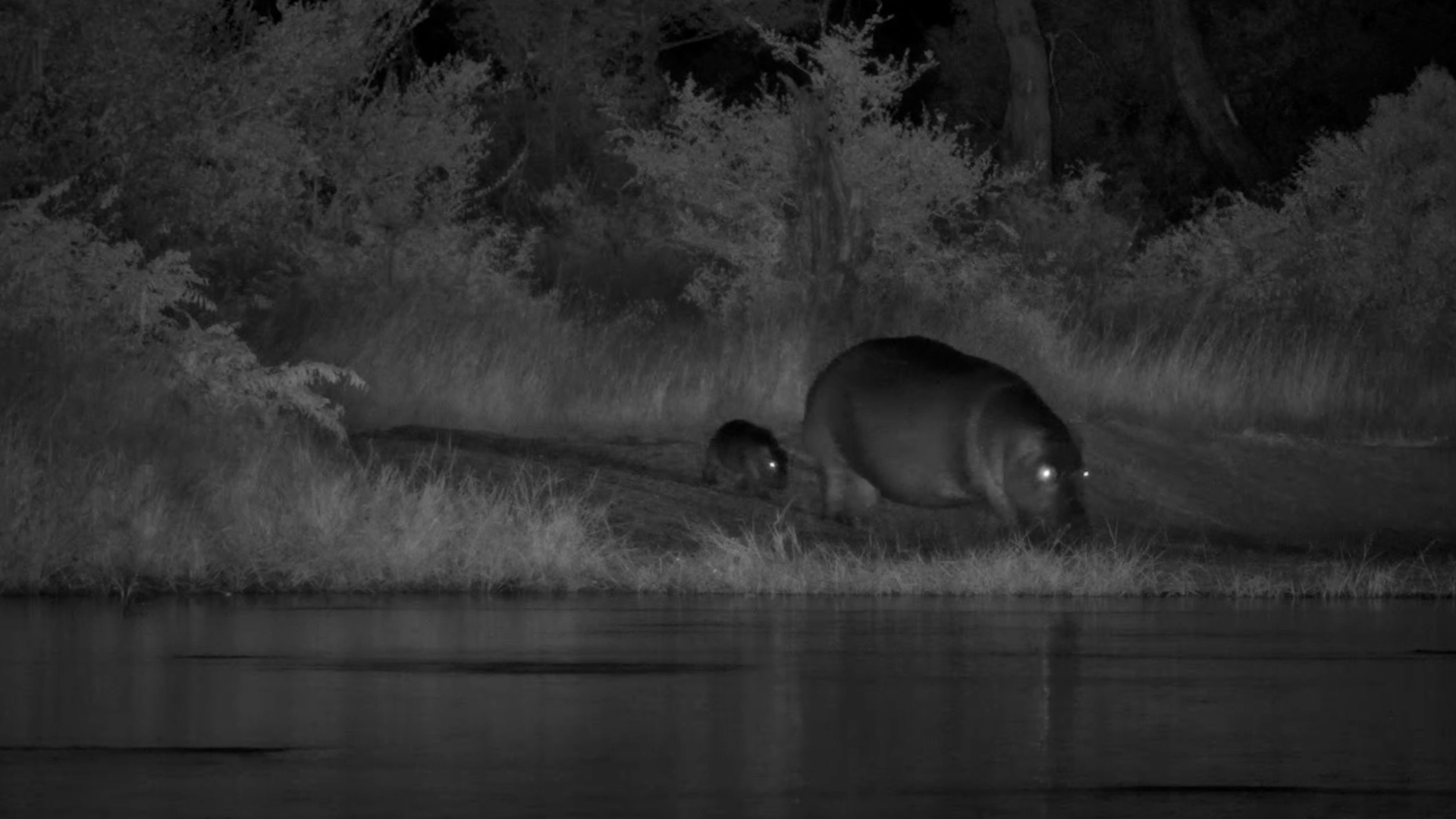 Mom Guides Tiny Hippo Into the Water - Too Cute!