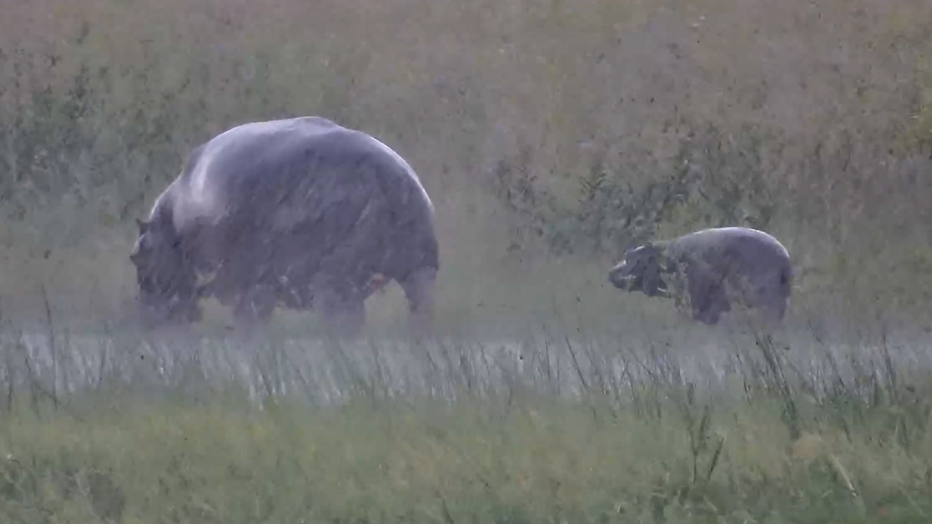 Hippo Mother and Calf Out in the Rain