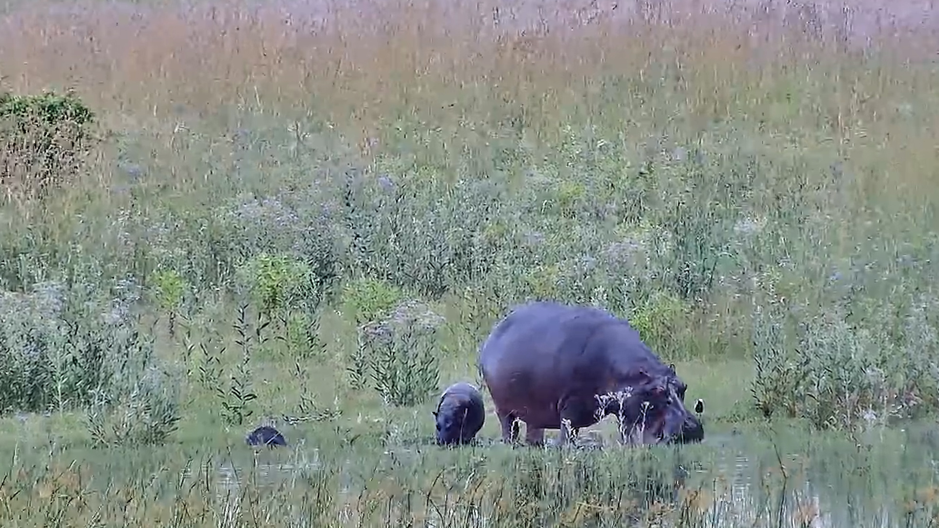 Hippo Mother and Calf Graze Together!
