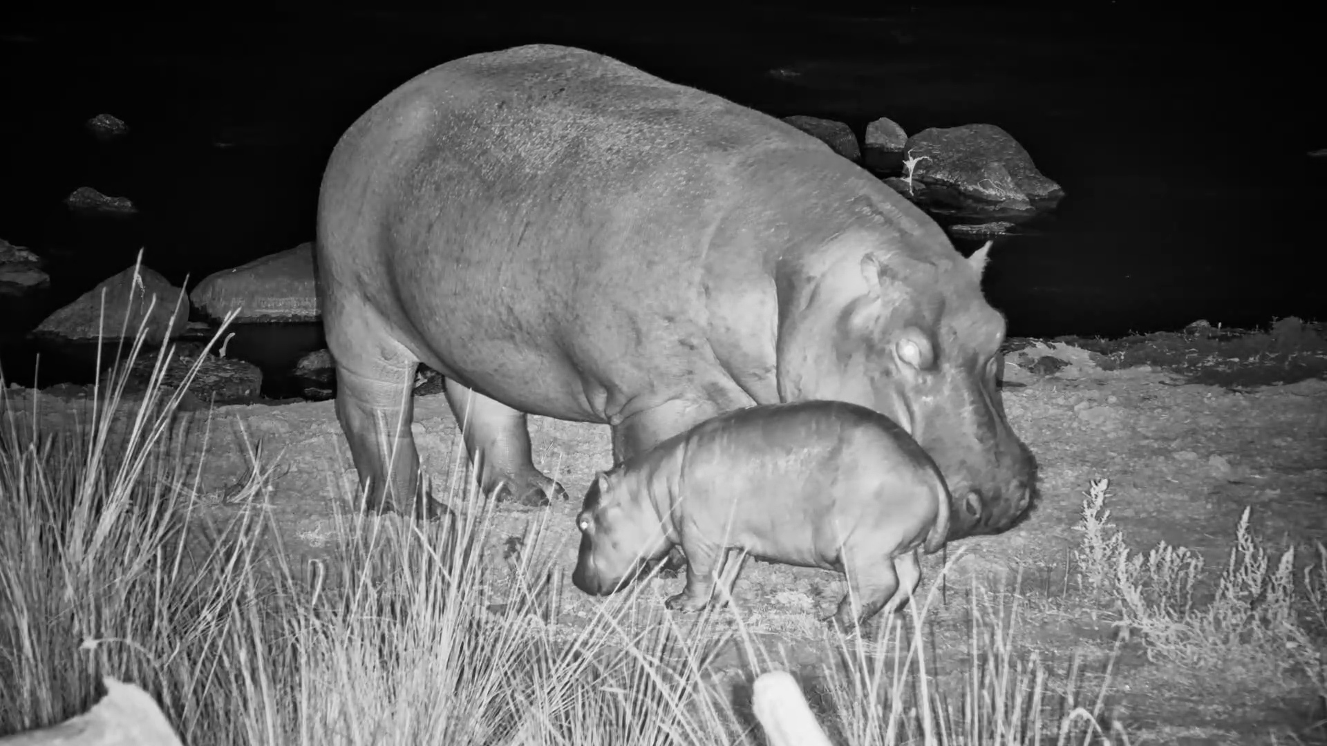 Tiny Hippo Follows Mum Back to the River