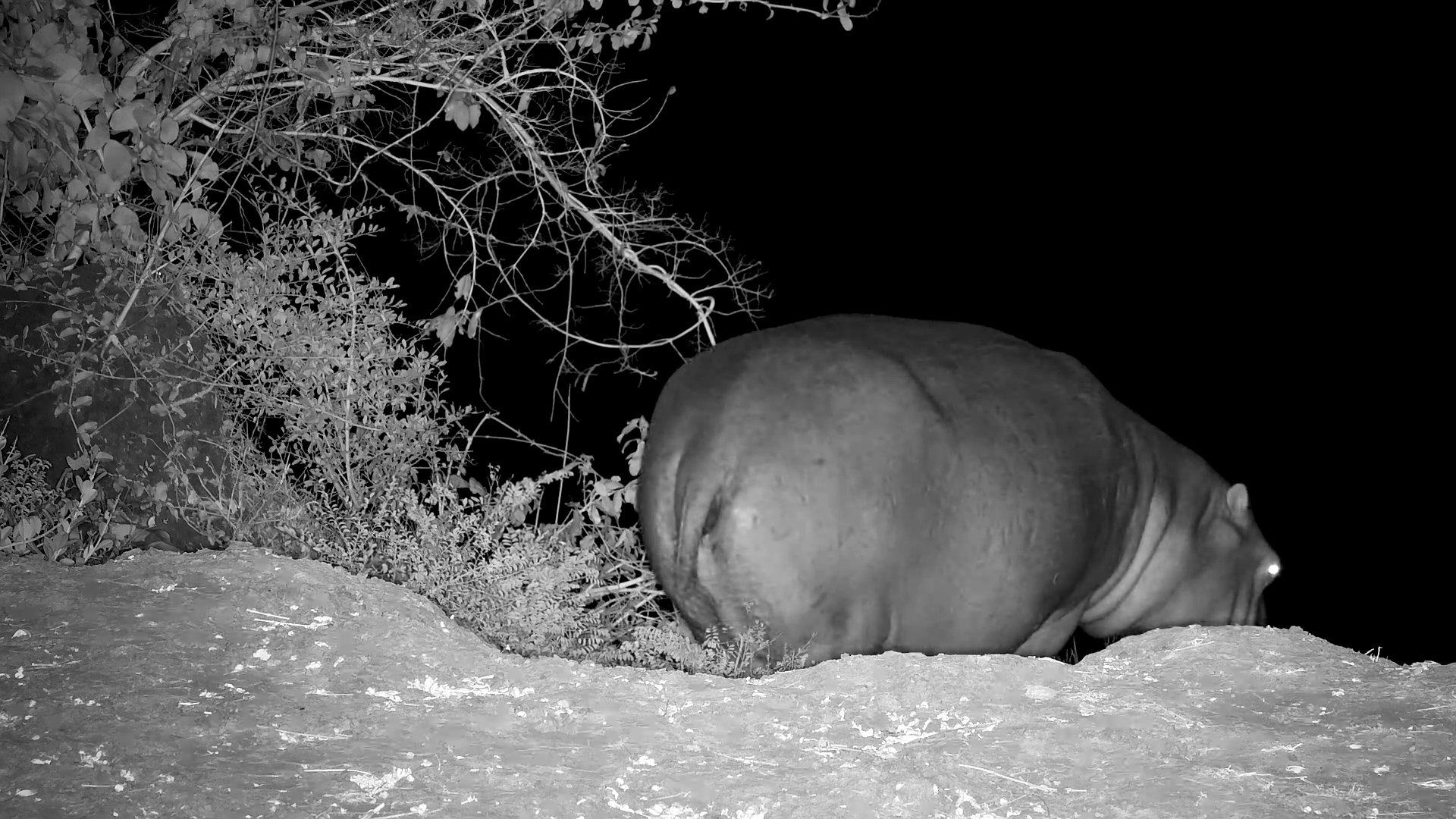Hippo Relaxes in the Zambezi River at Night