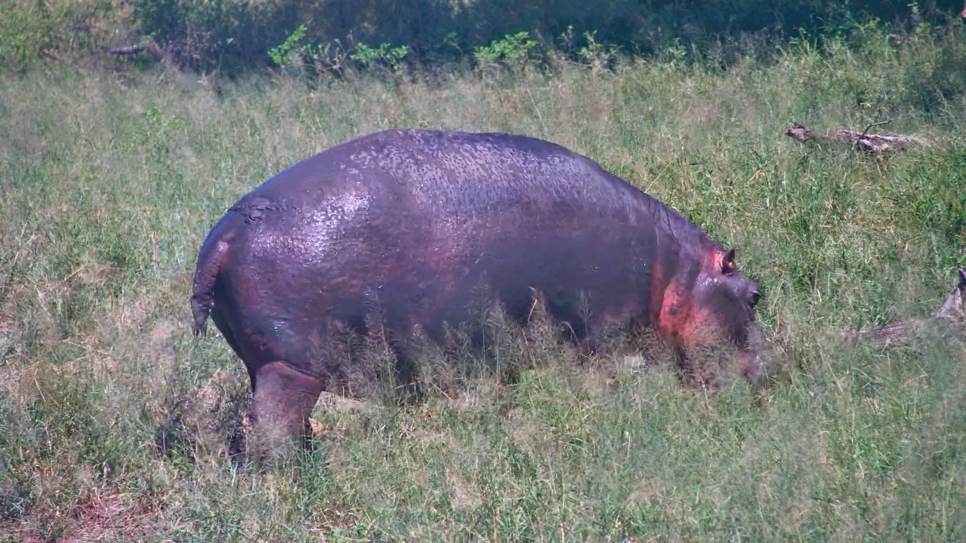 From Water to Grass: Hippo’s Daytime Mission