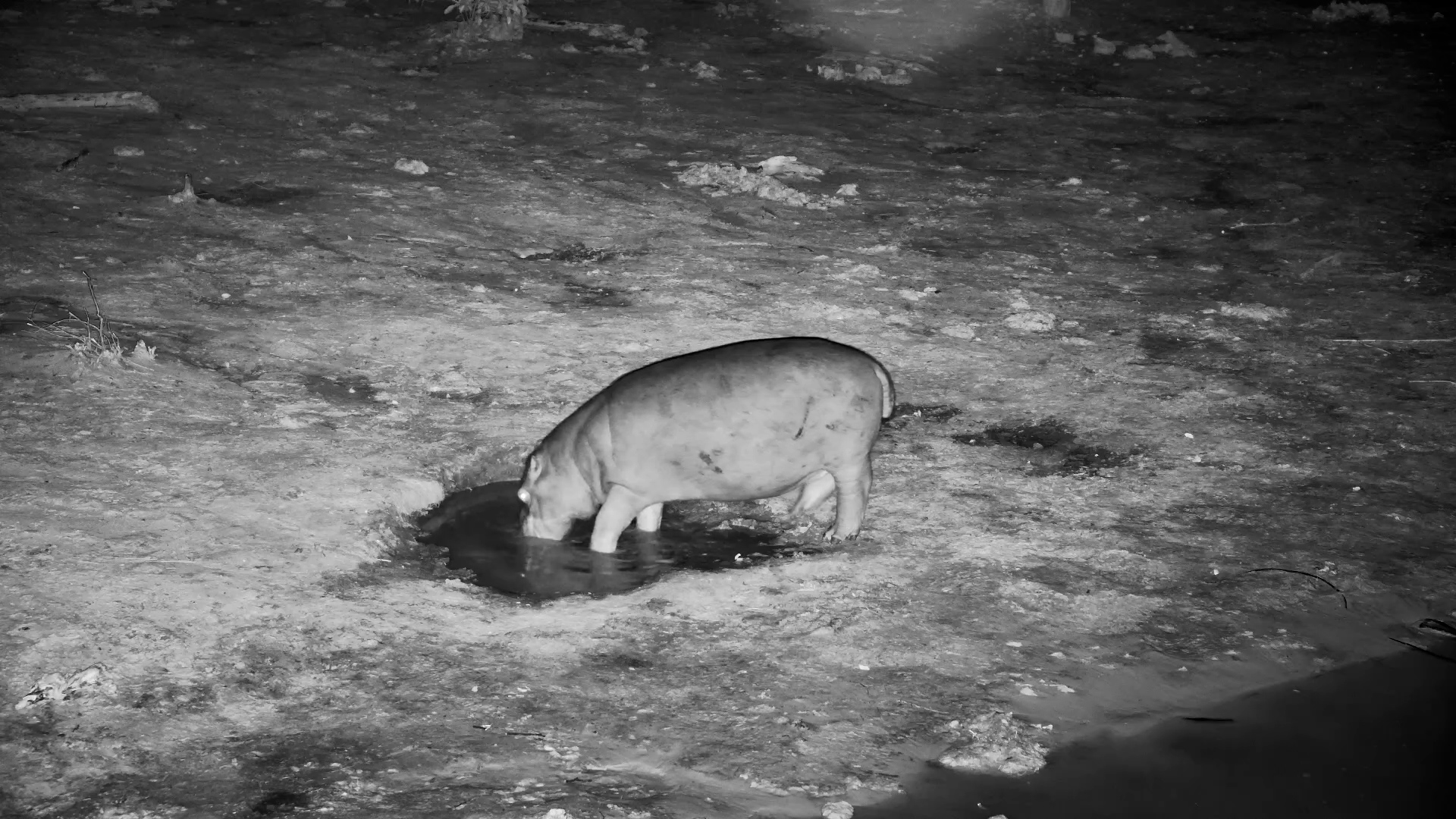 Hippo Leaves the Water… To Drink Water