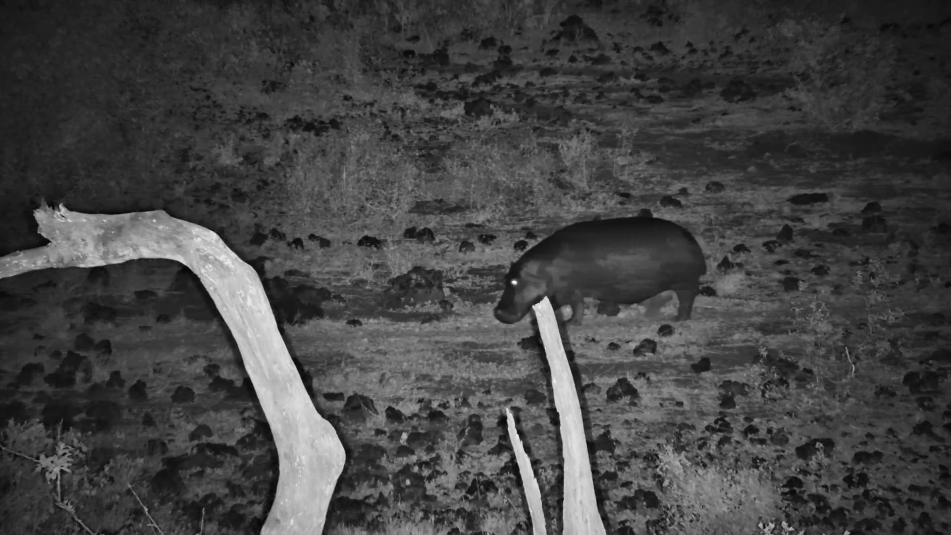 Hippo Heads Back to the Water After Night Grazing