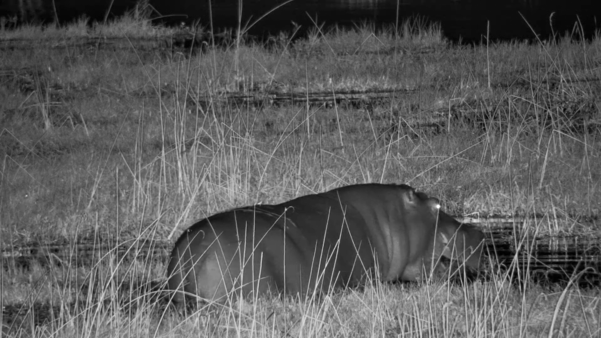 The Hippo's Night Shift Begins