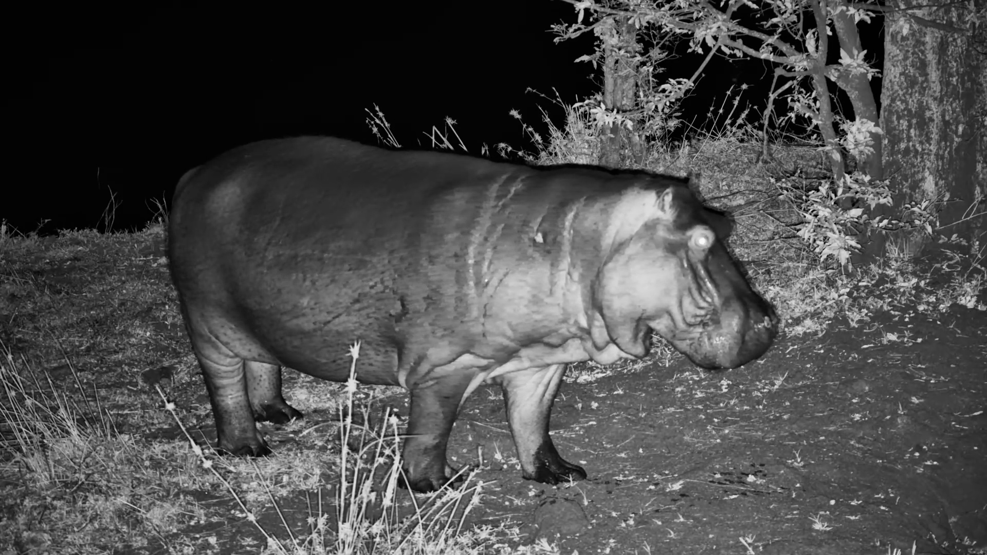 Hippo Heads Out for a Midnight Snack