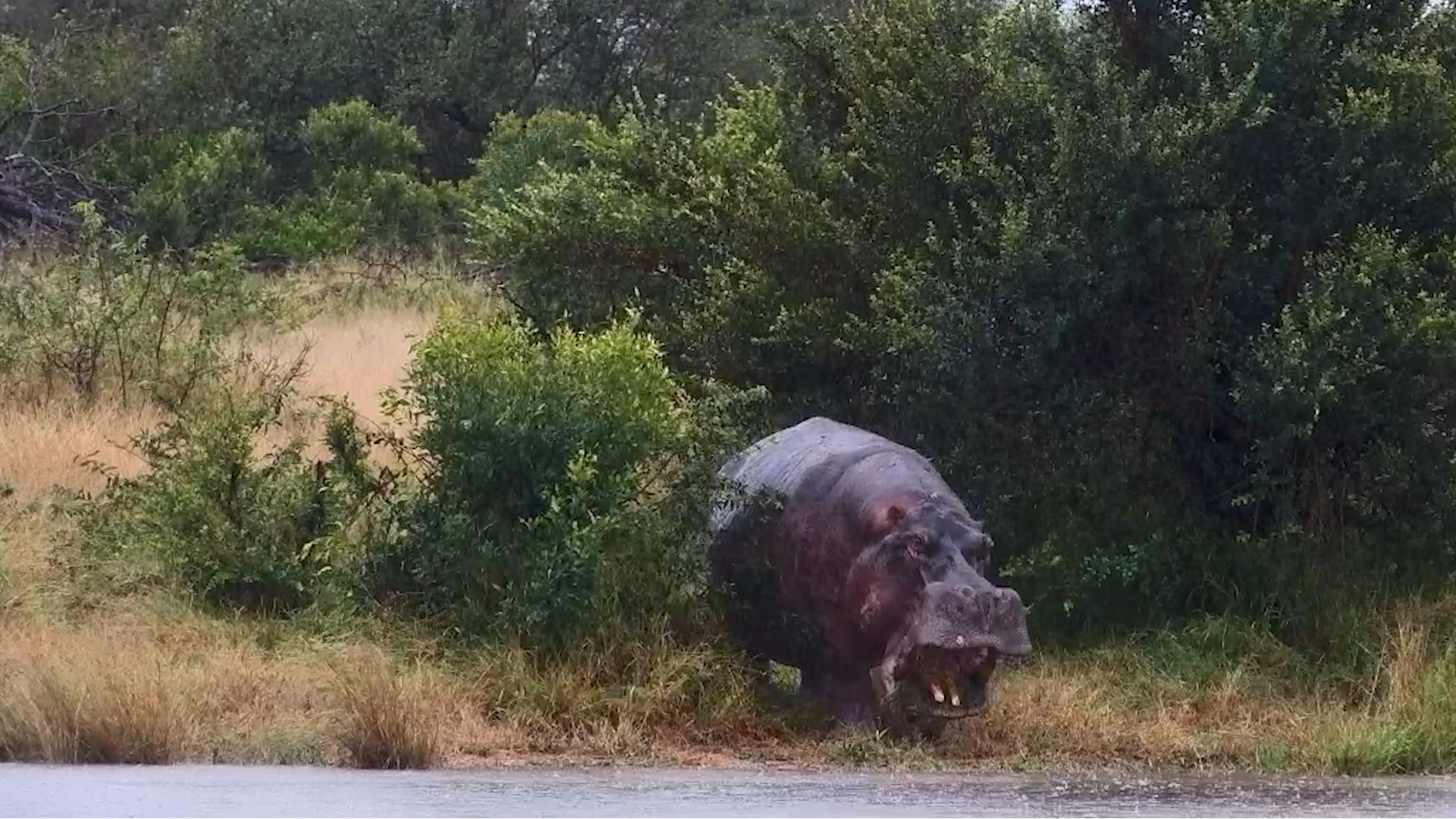A Hippo Appears in the Rain
