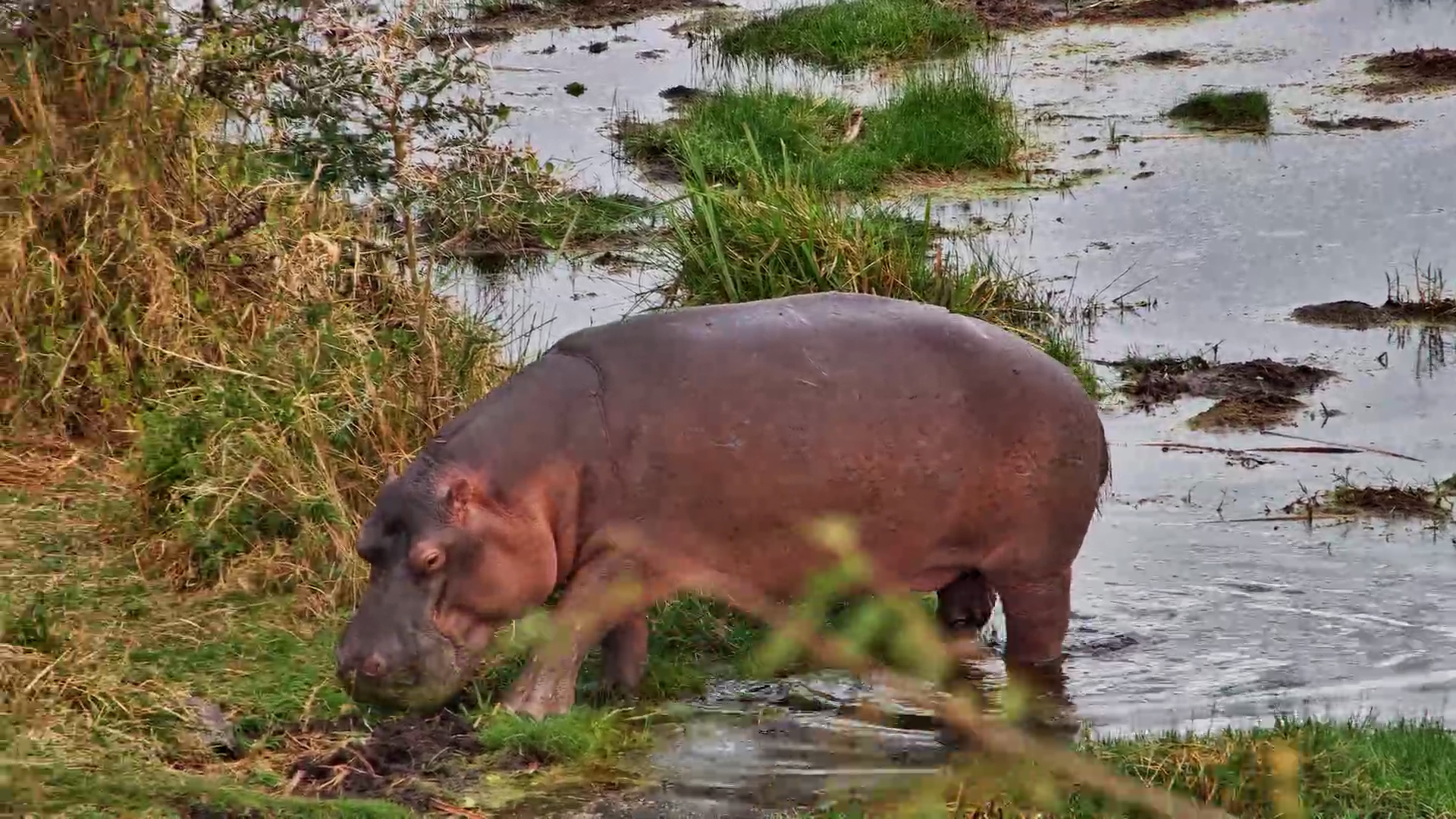 Hippo Grazes on Land During the Day