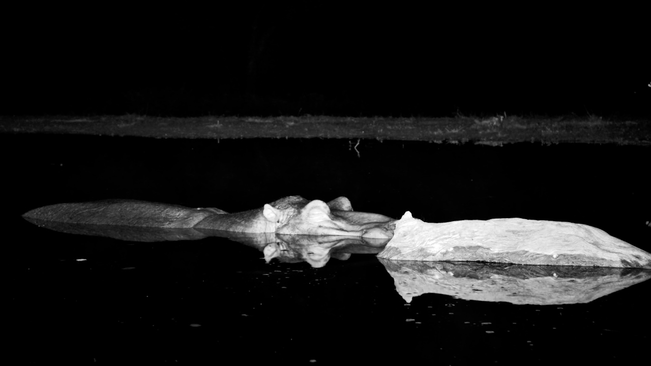 A Hippo’s Night Routine